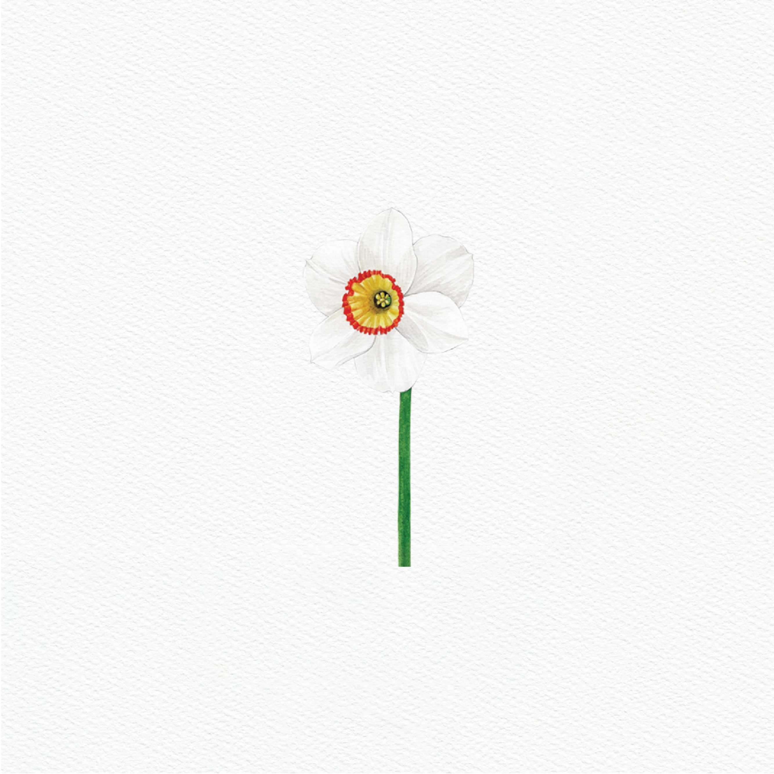 ttq floral sticker-white daffodil 1