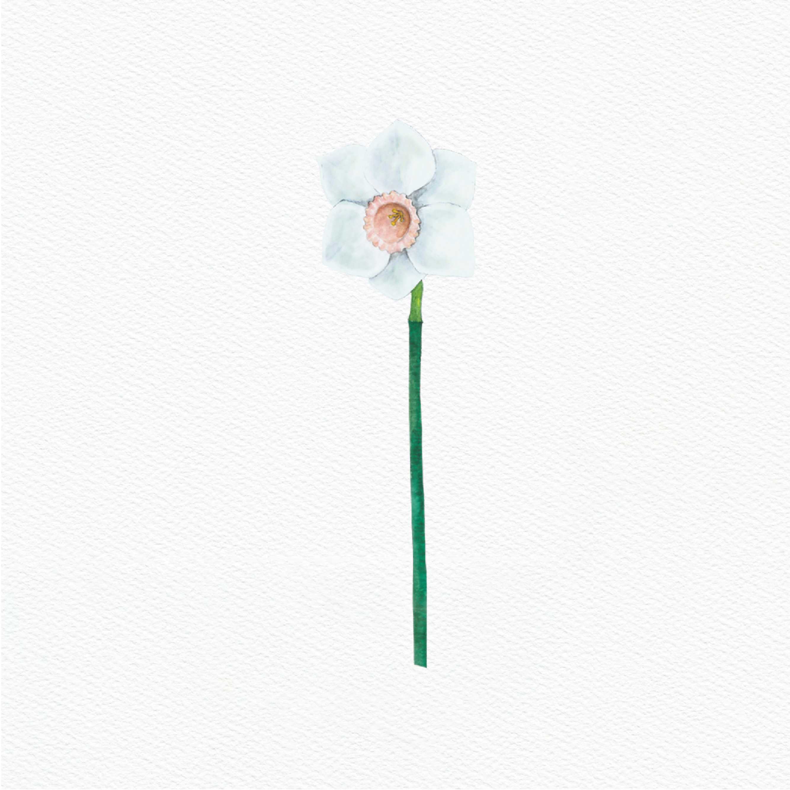 ttq floral sticker-white daffodil 3