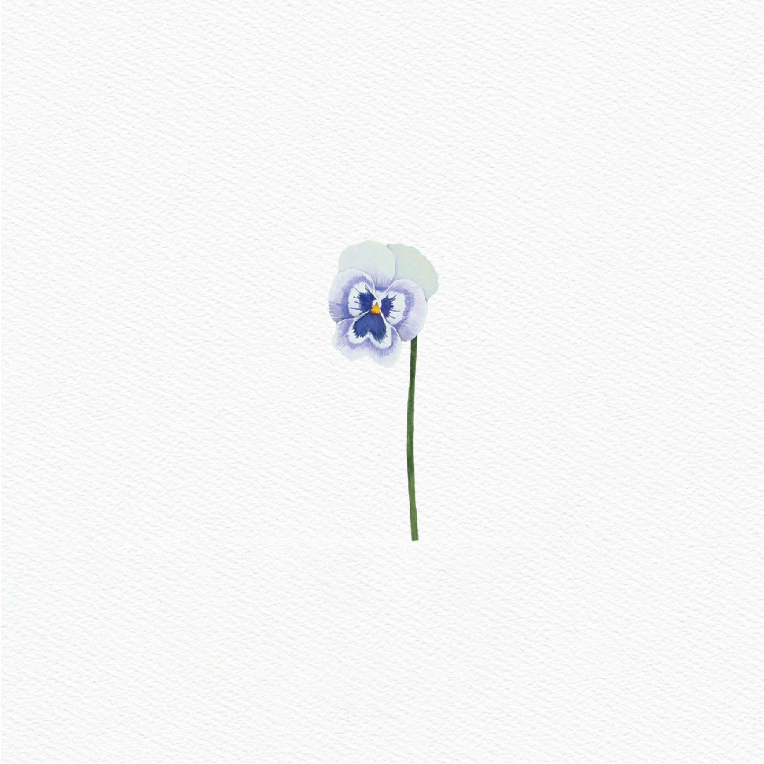 ttq floral sticker-viola 1
