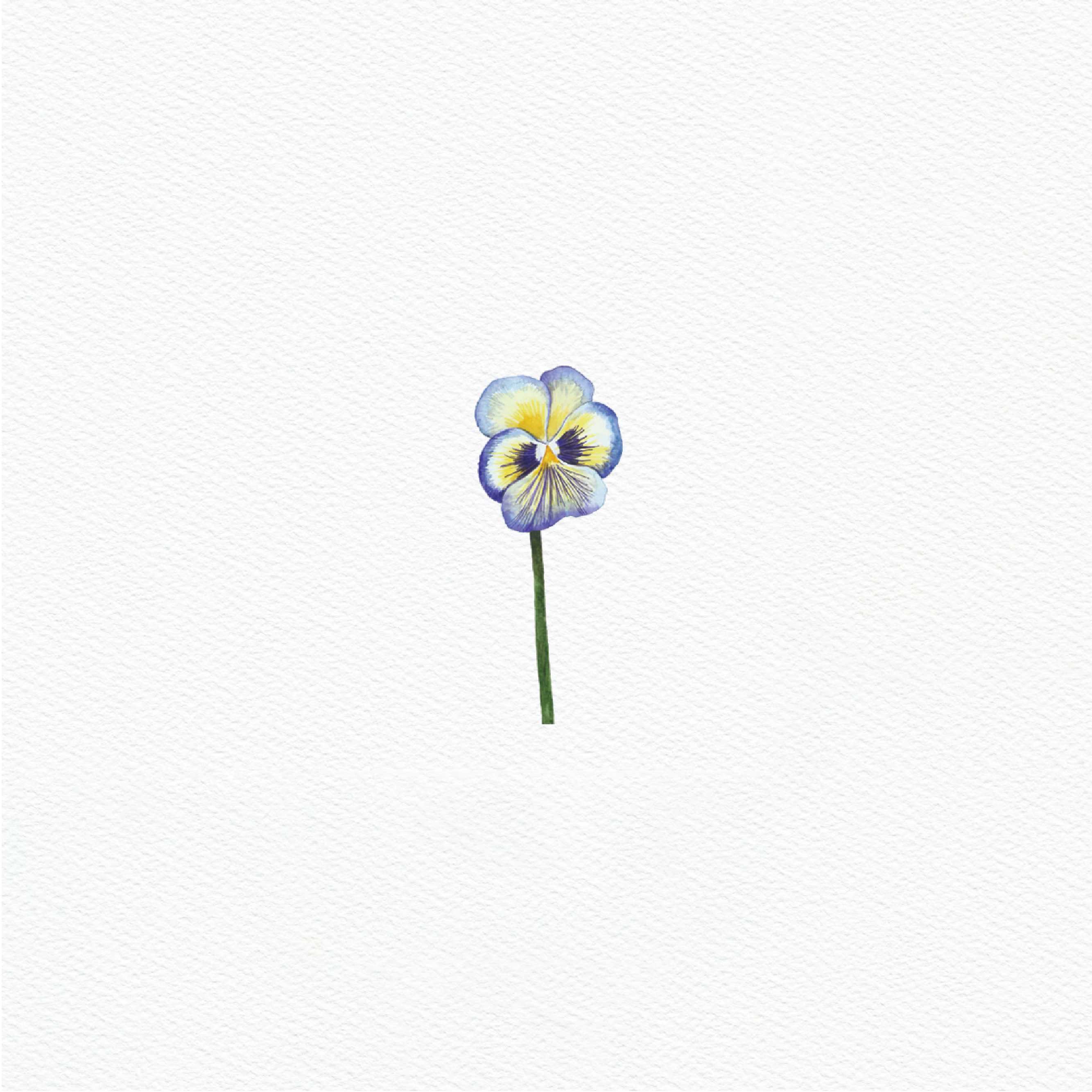 ttq floral sticker-viola 2