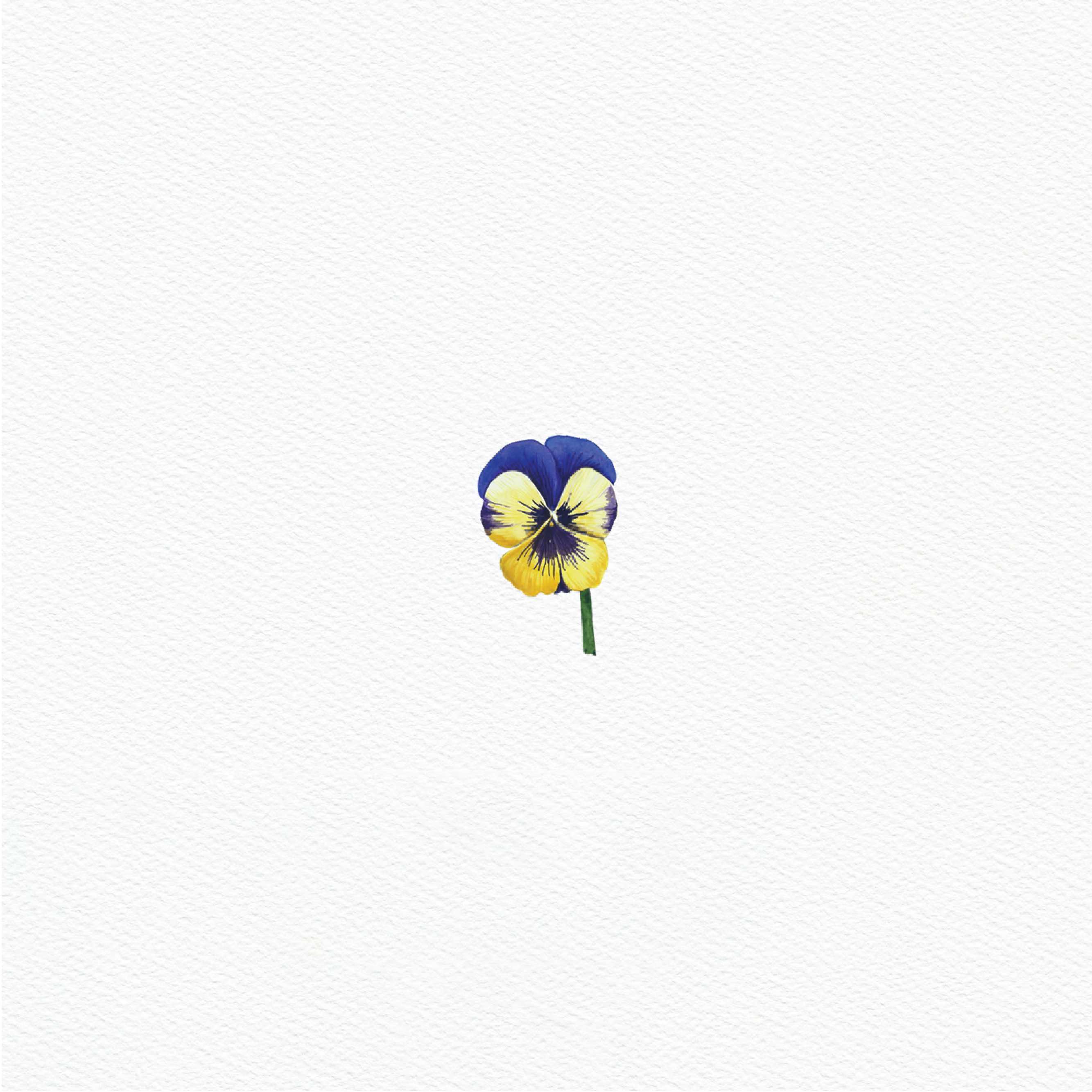 ttq floral sticker-viola 3