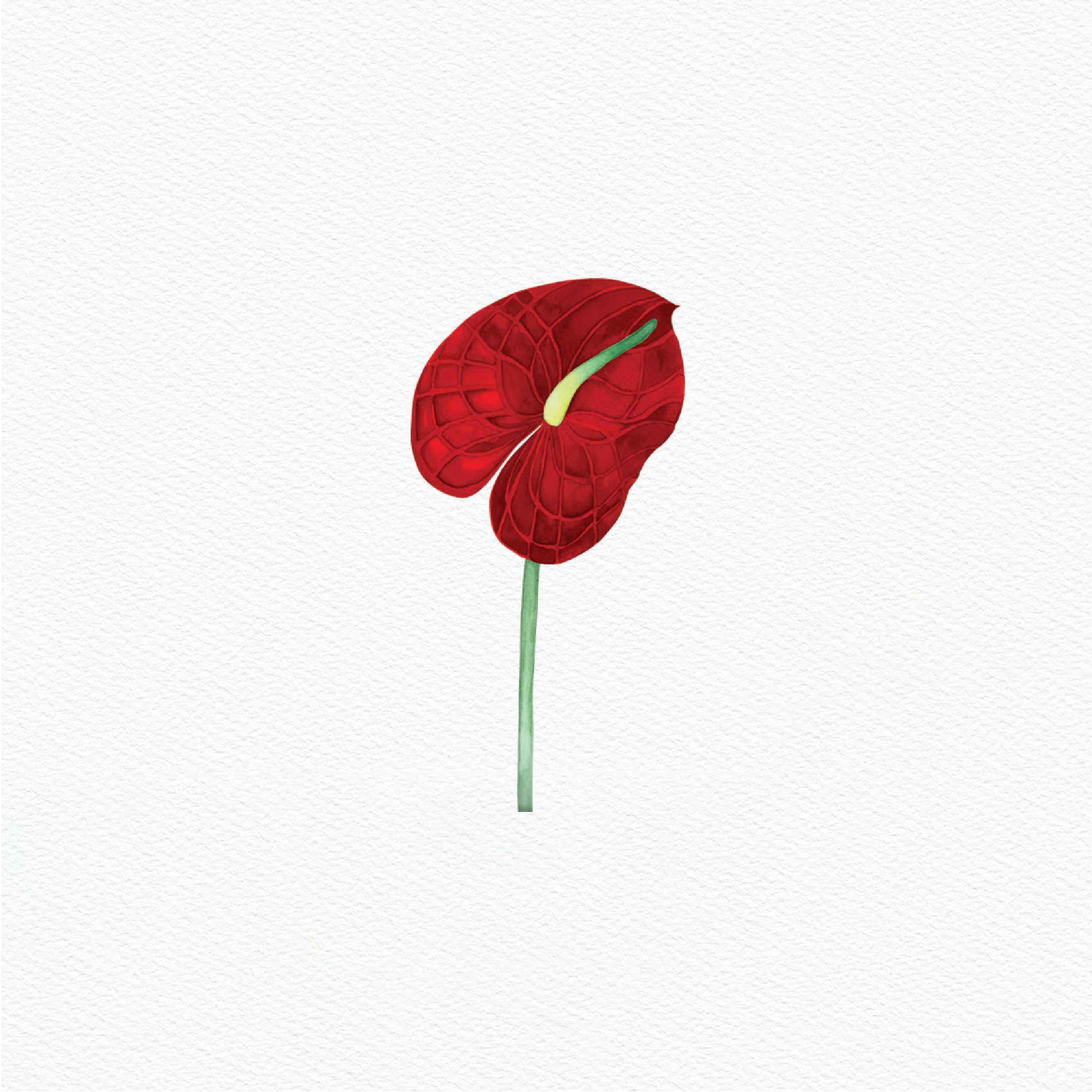 ttq floral sticker- anthurium red