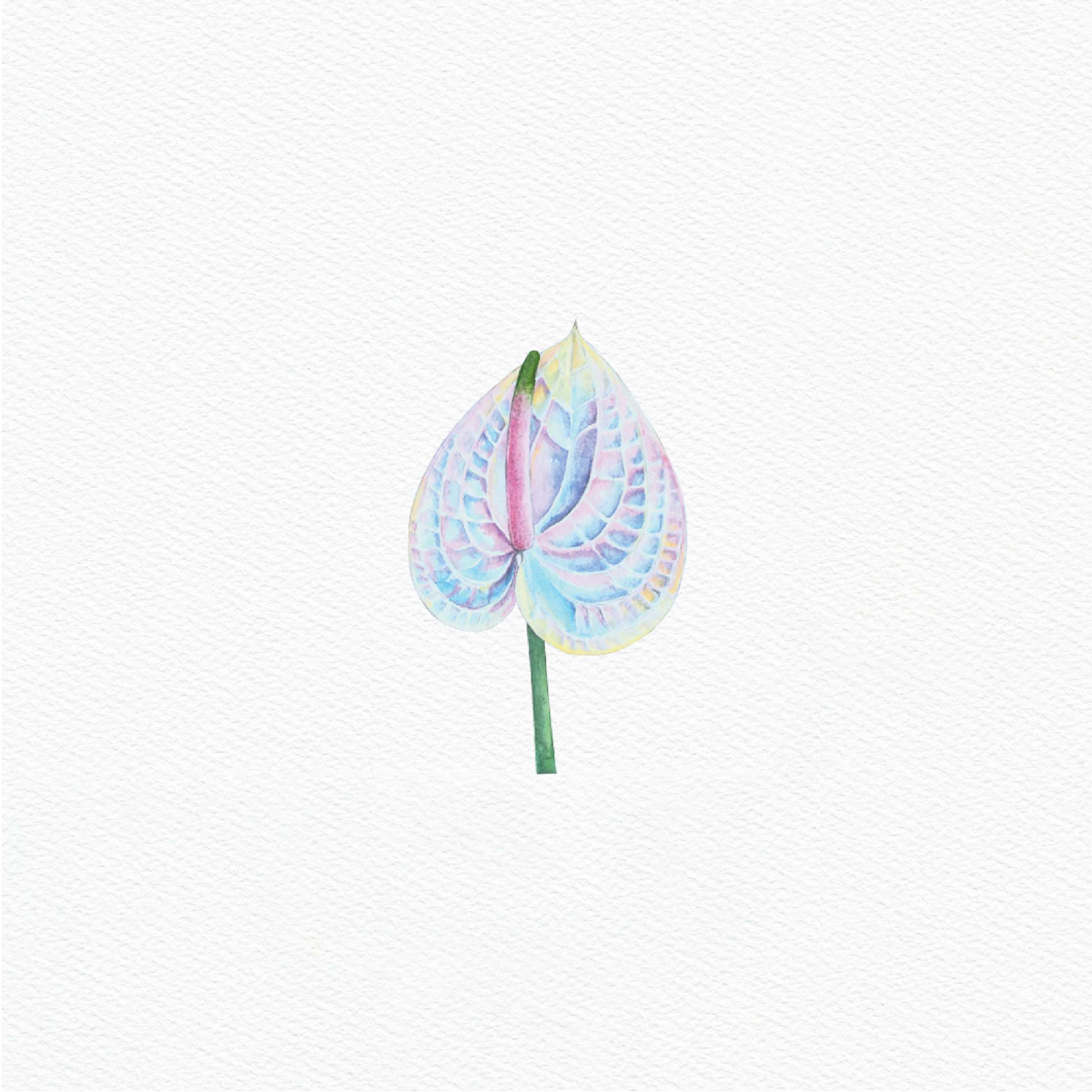 ttq floral sticker- anthurium hologram