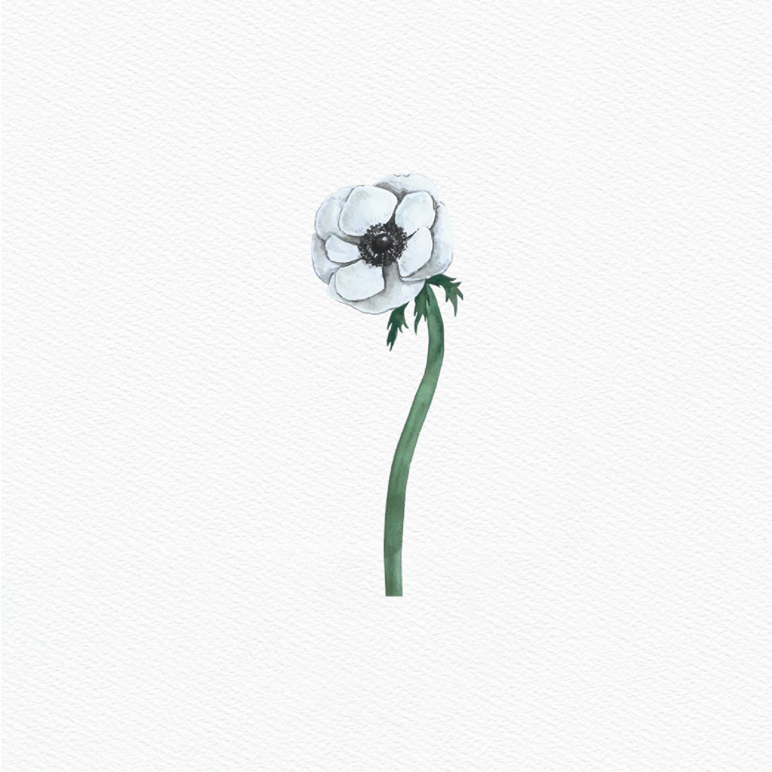 ttq floral sticker- anemone white 1