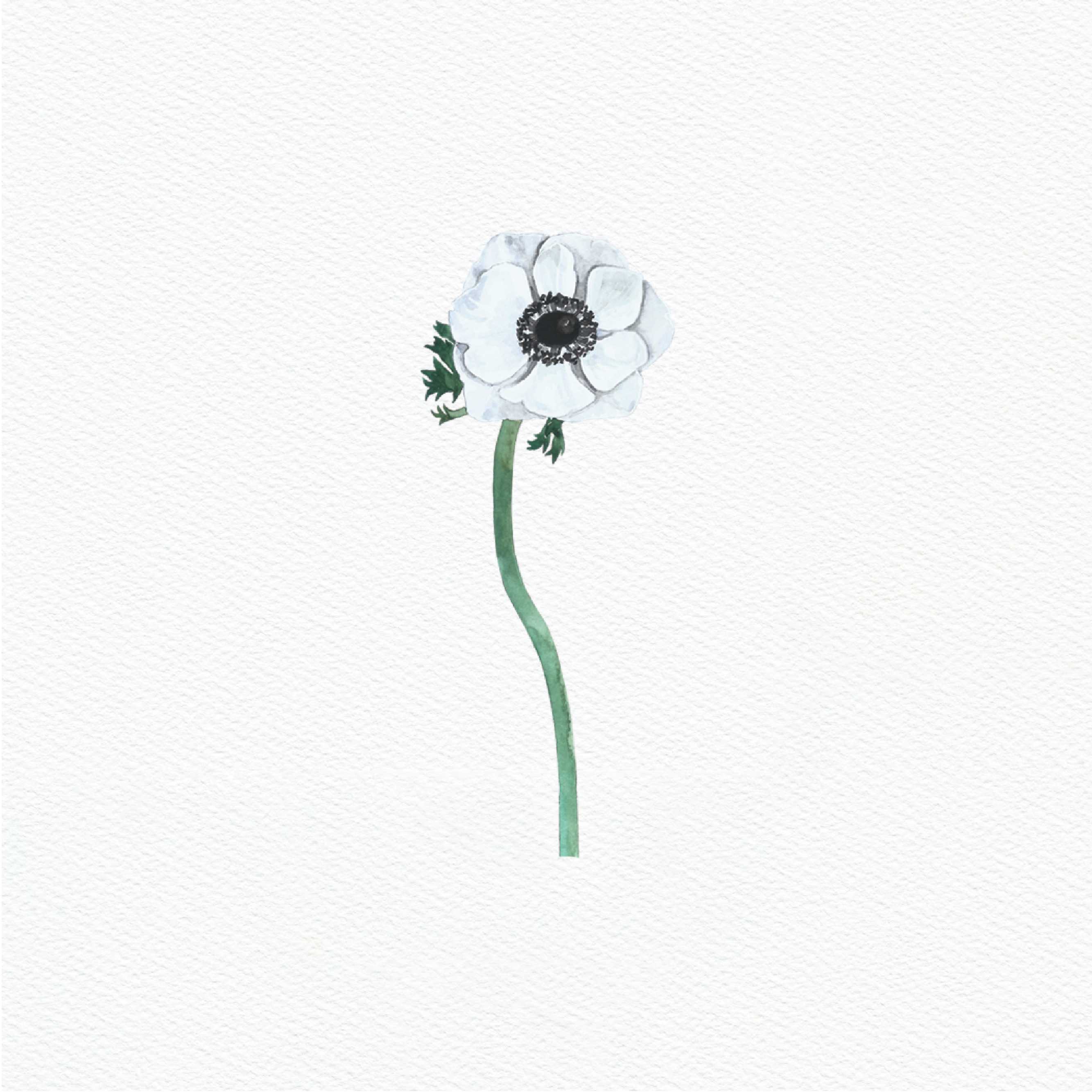 ttq floral sticker- anemone white 2