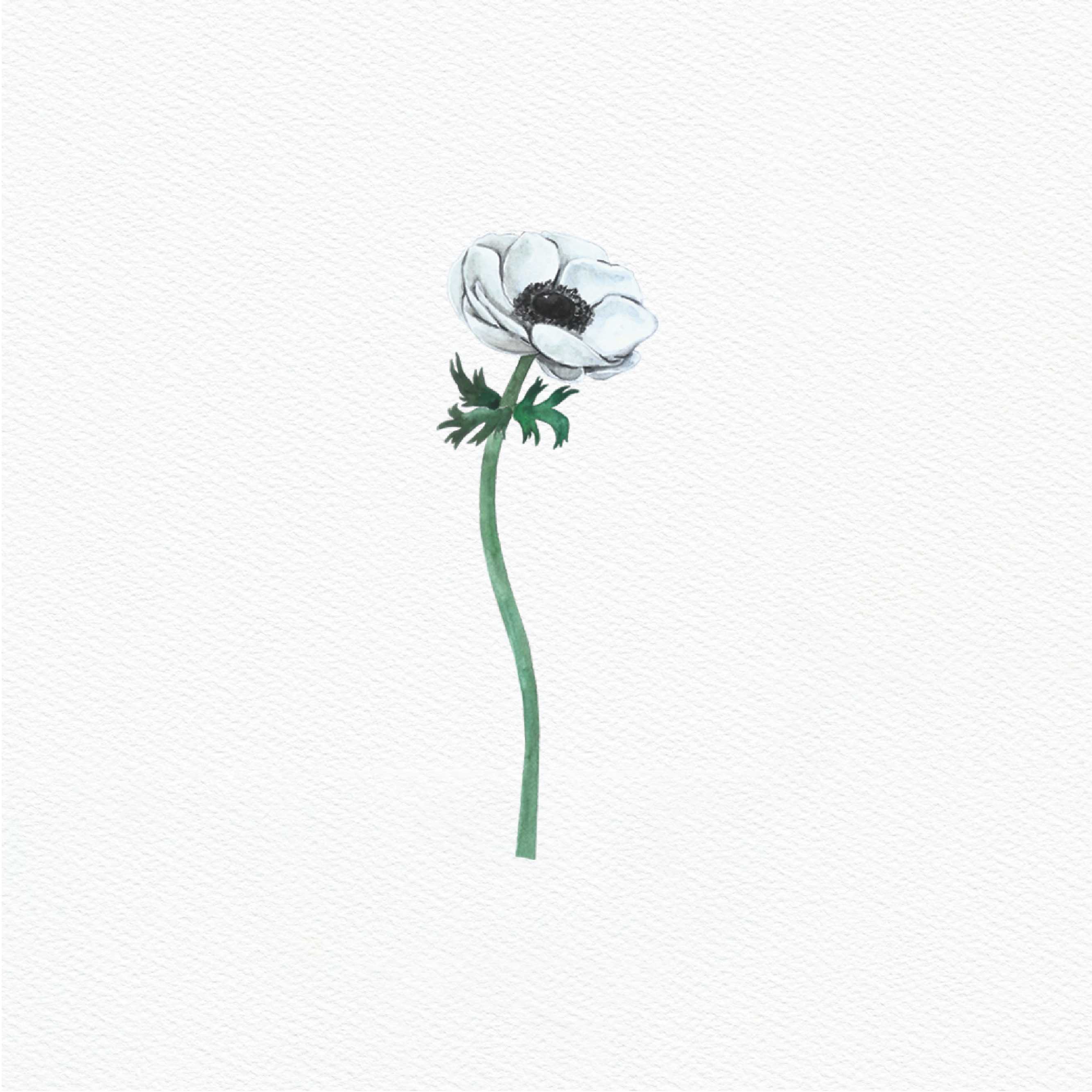 ttq floral sticker- anemone white 3