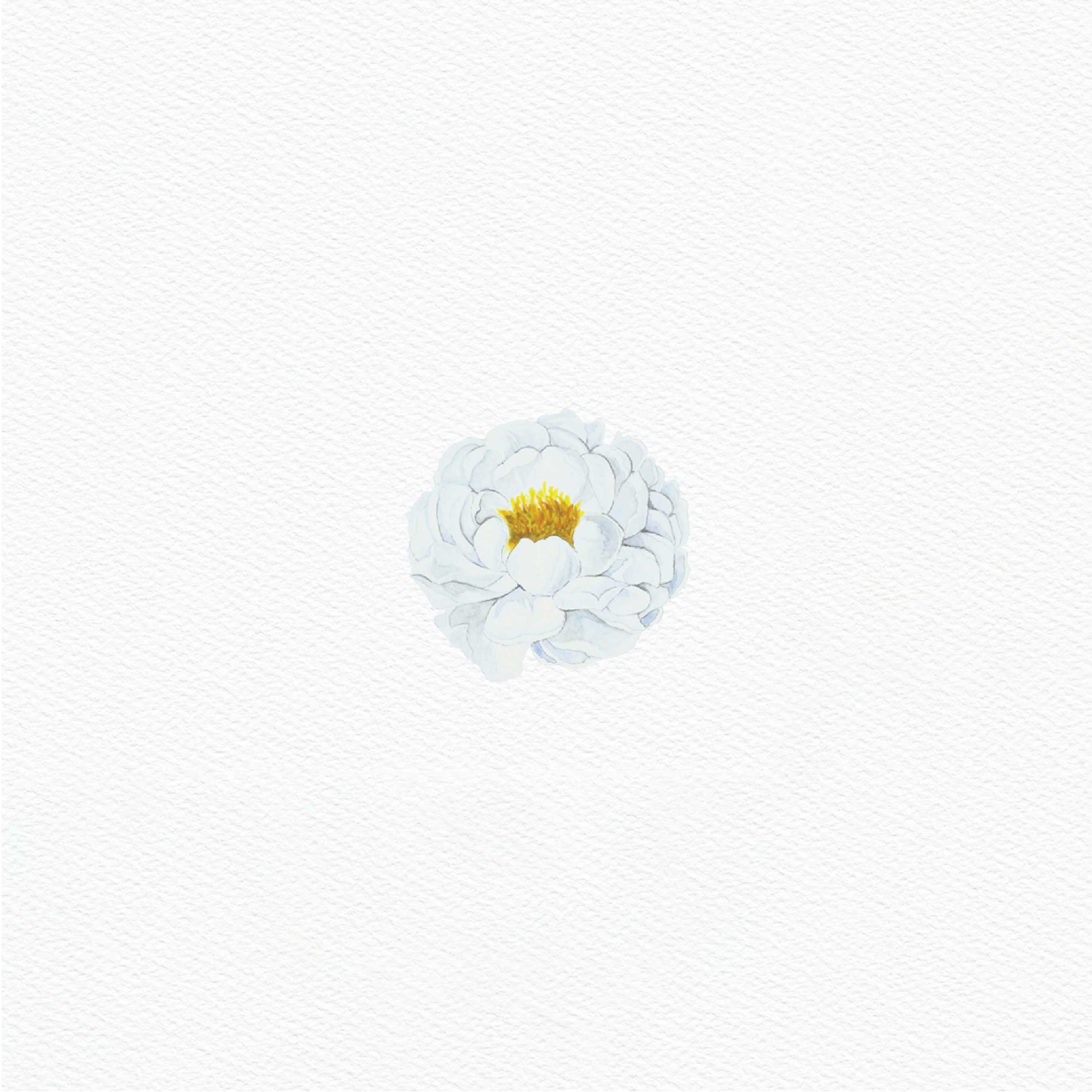 ttq floral sticker- white english rose