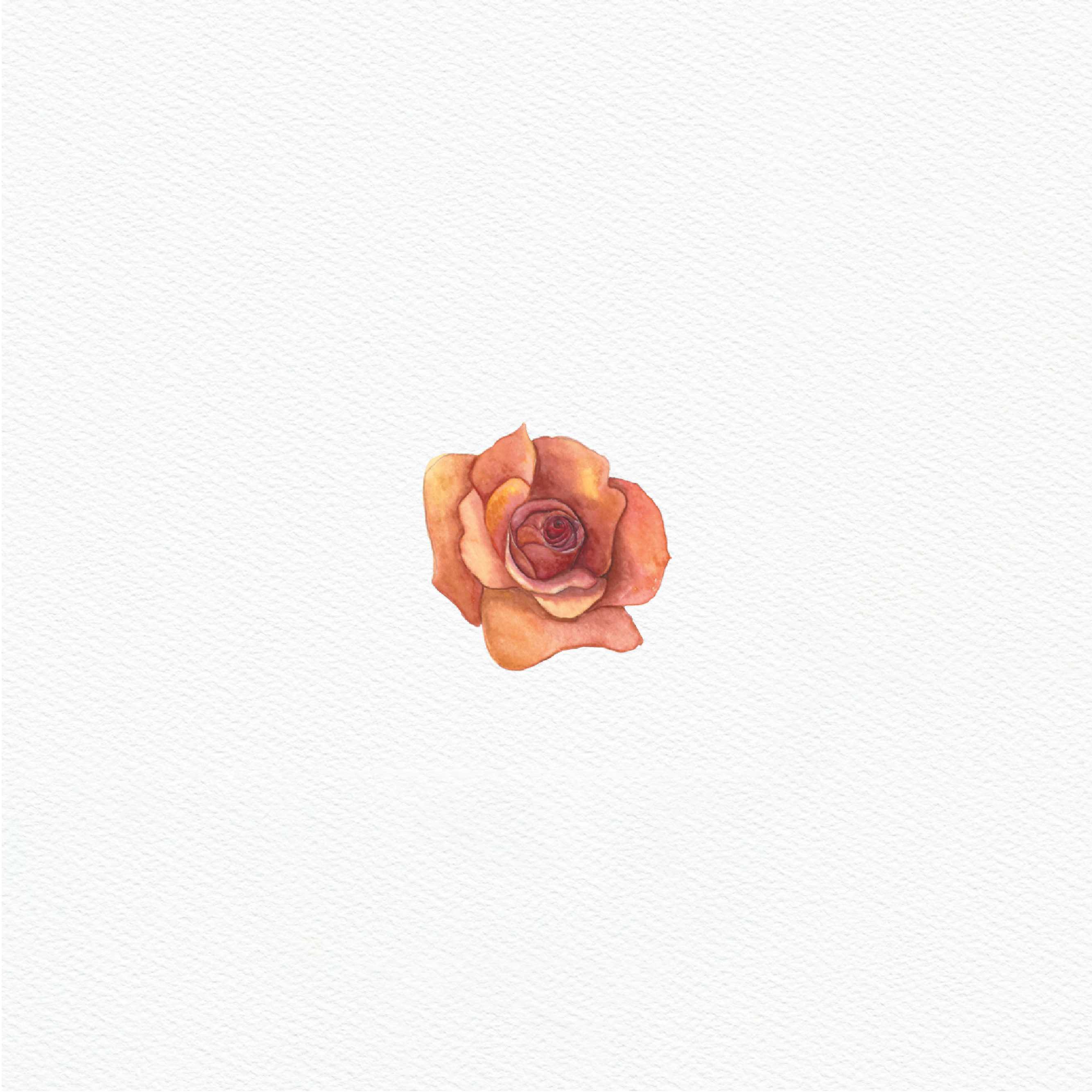 ttq floral sticker- coral rose 2
