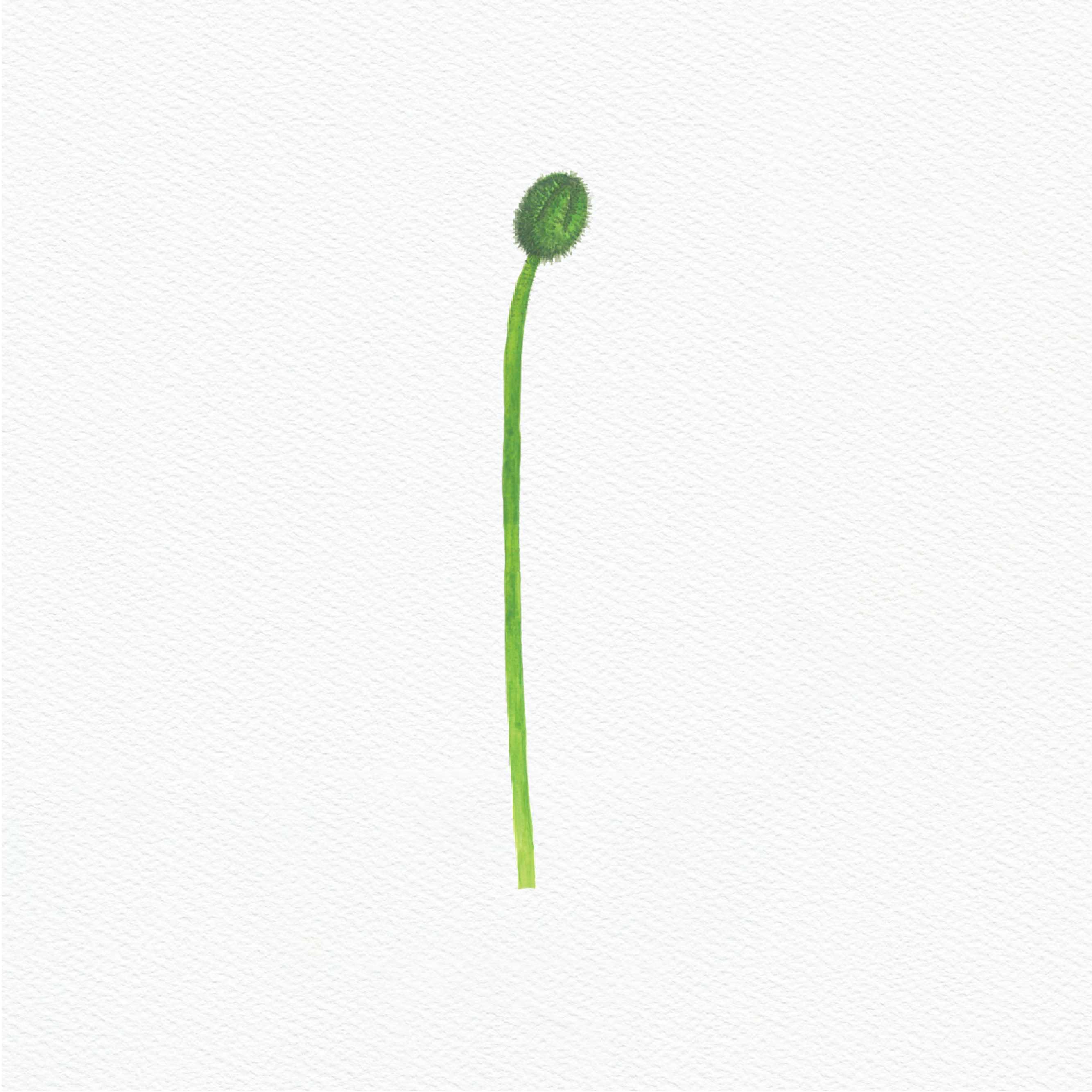 ttq floral sticker- poppy bud 1