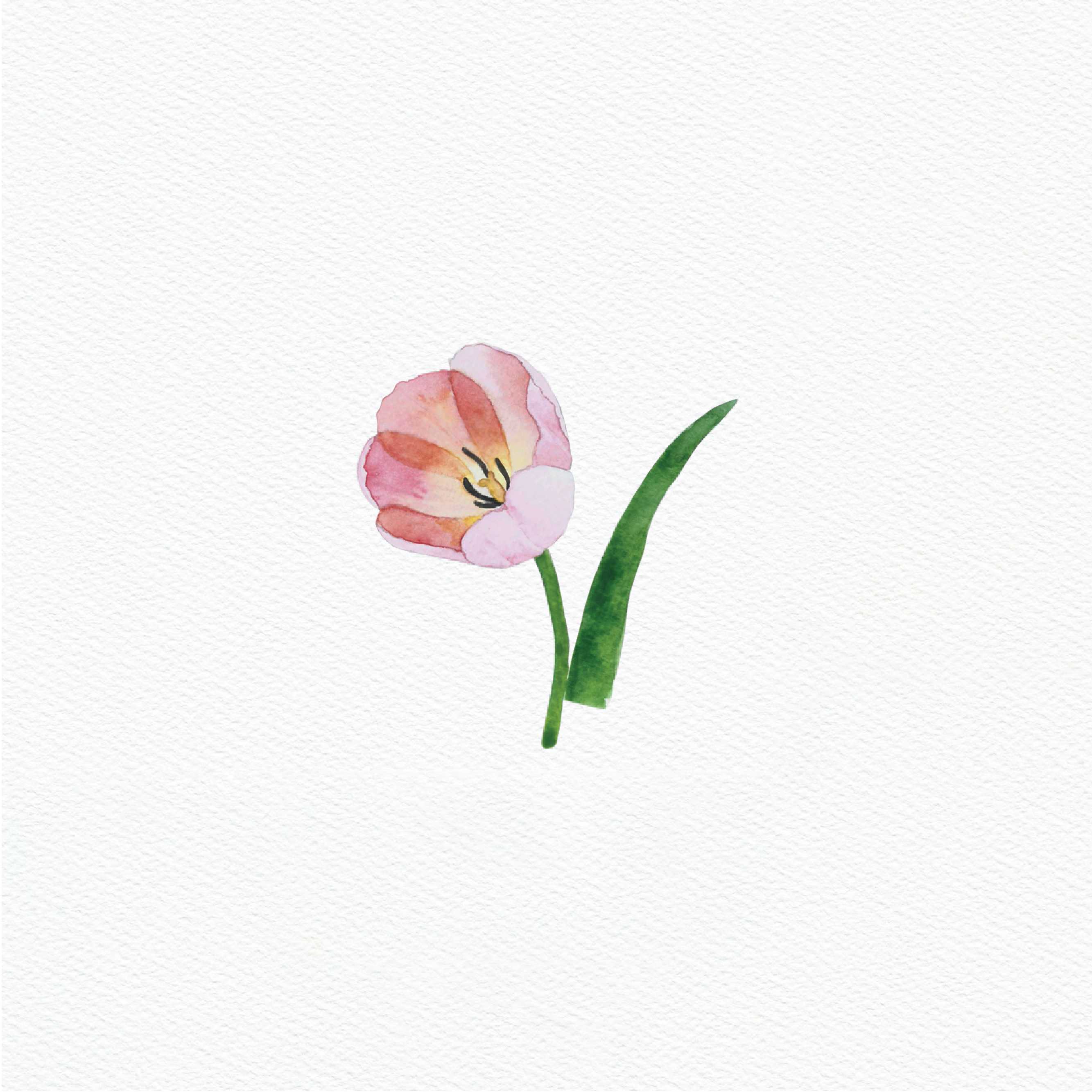 ttq floral sticker- tulip