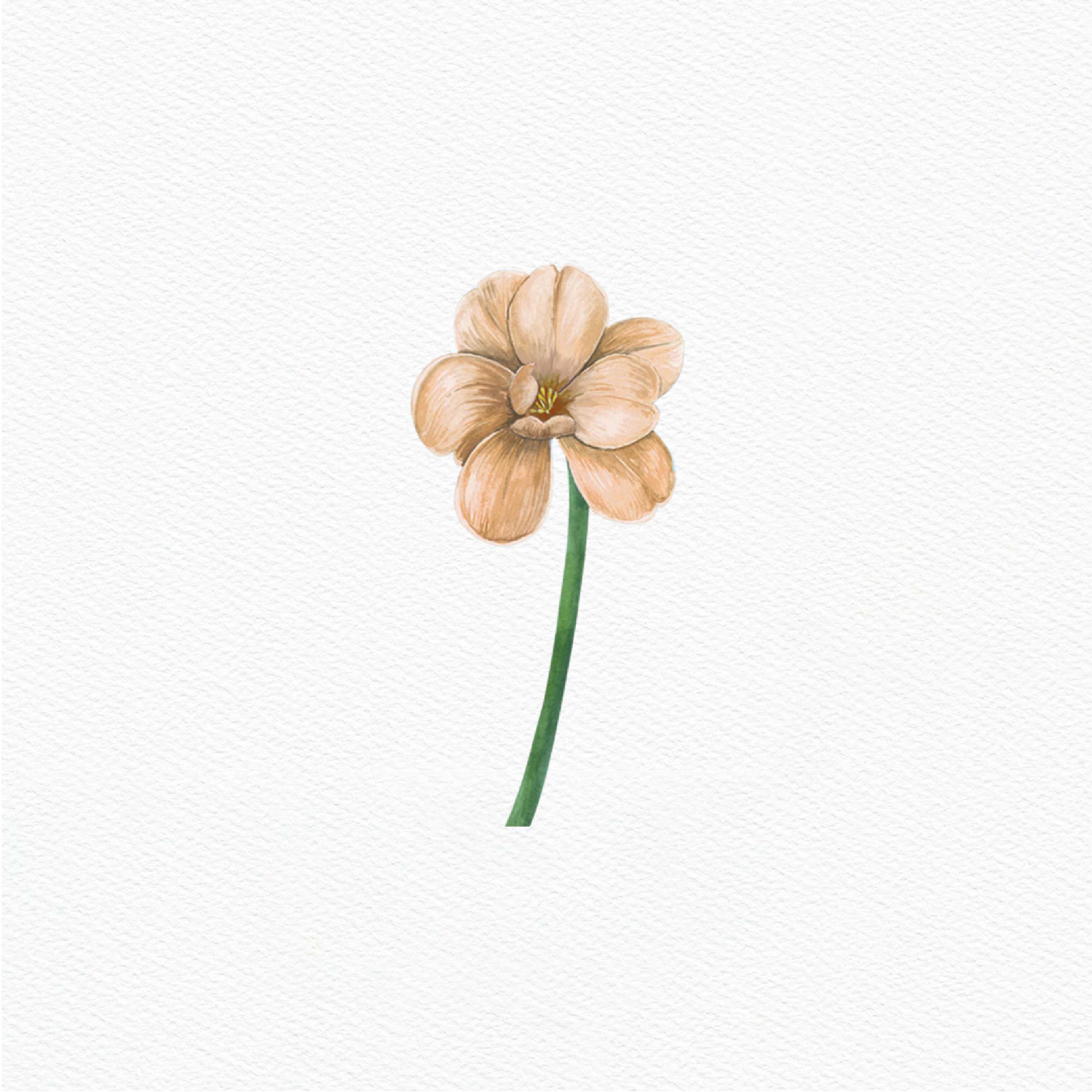 ttq floral sticker- brown tulip bloom 2