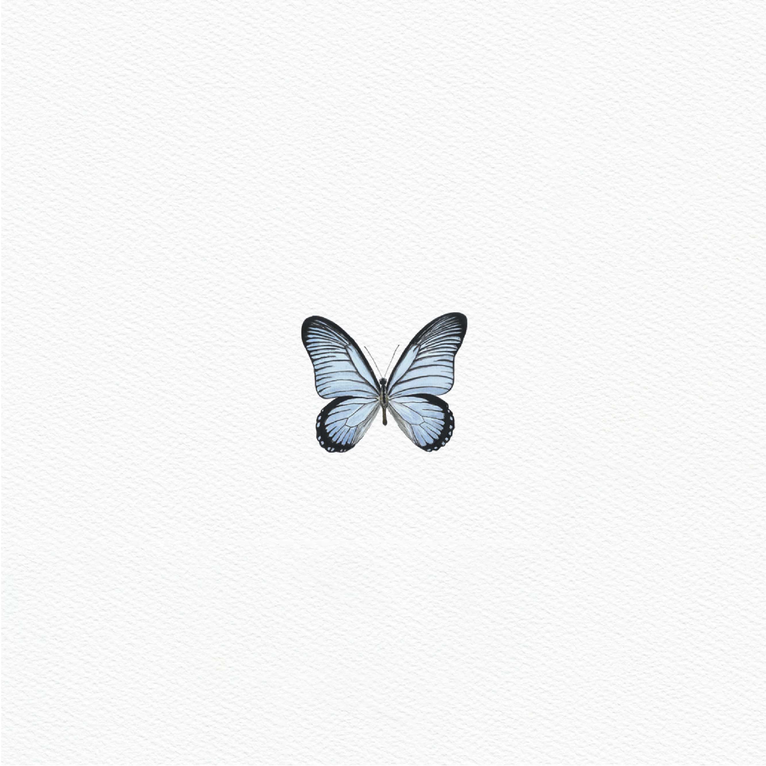 ttq butterfly sticker- light blue