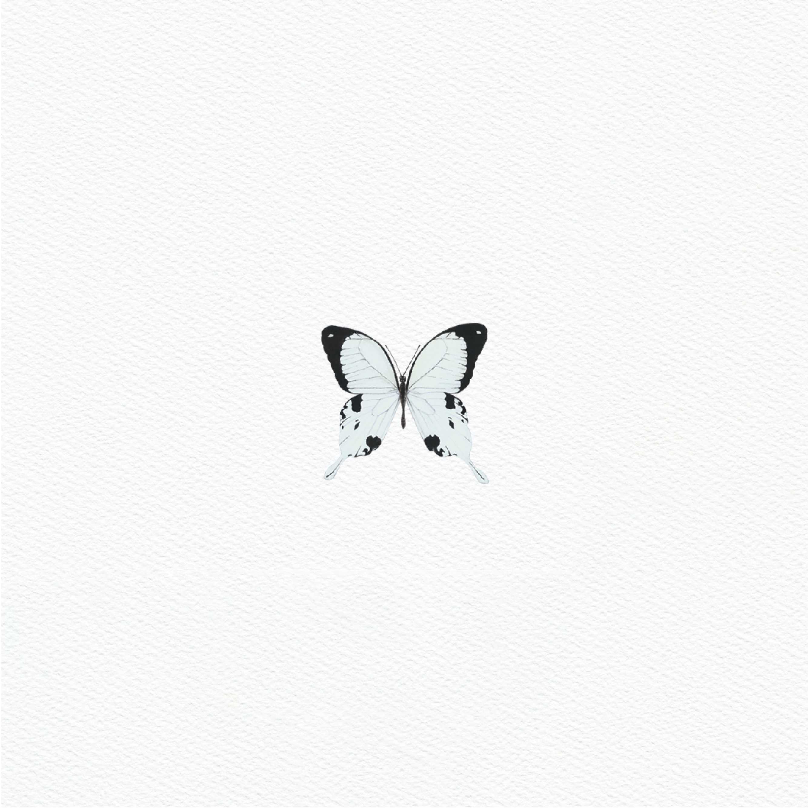 ttq butterfly sticker- black n white