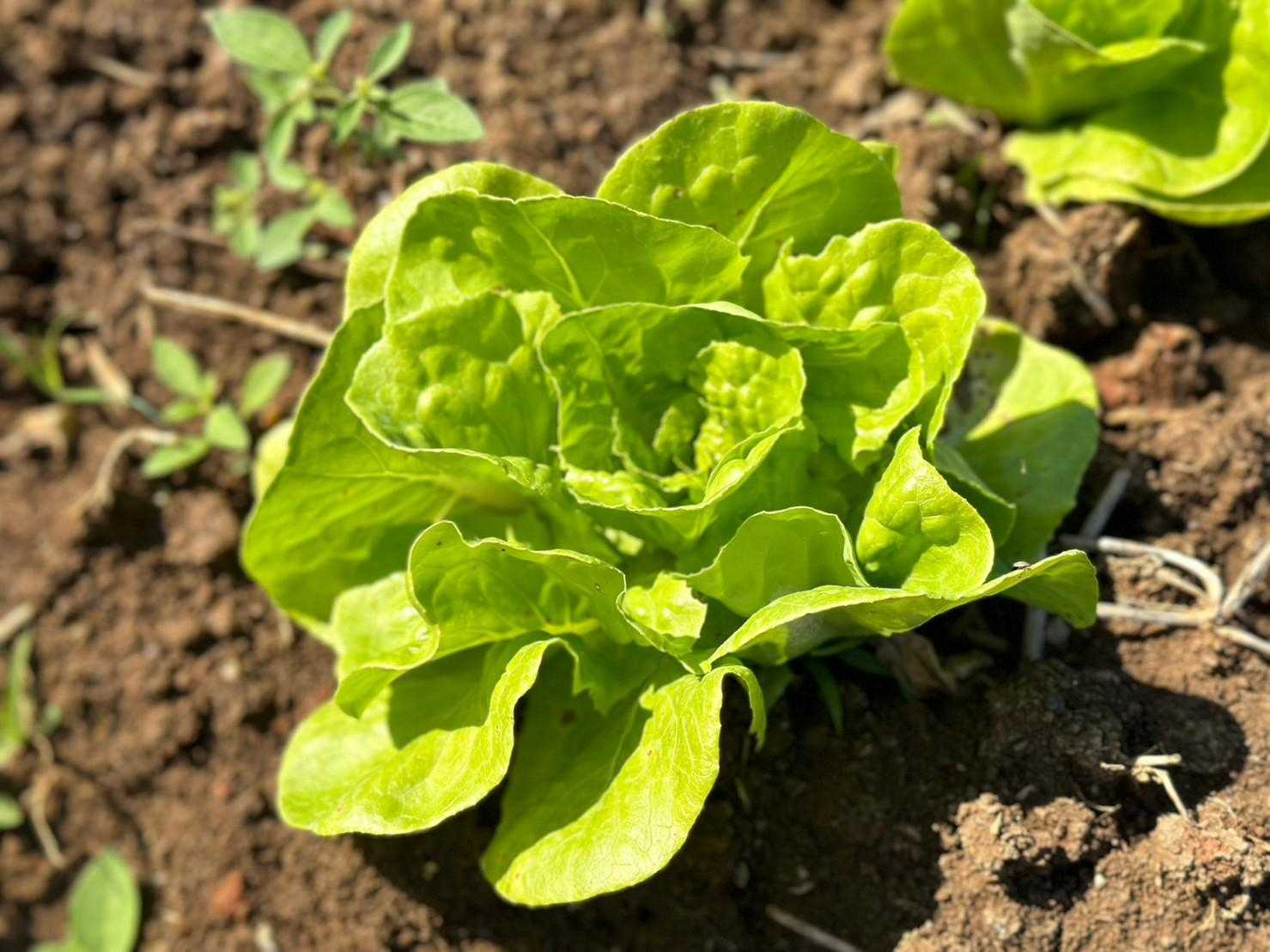 บัตเตอร์เฮด 150ก. / バターヘッドレタス (Butterhead Lettuce) 150g.