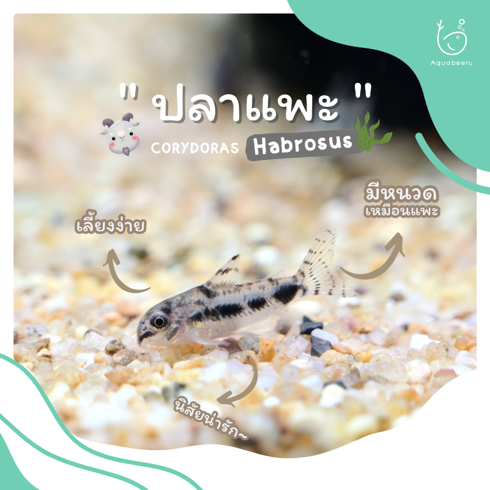 ปลาแพะฮาโบซัส (Corydoras habrosus)