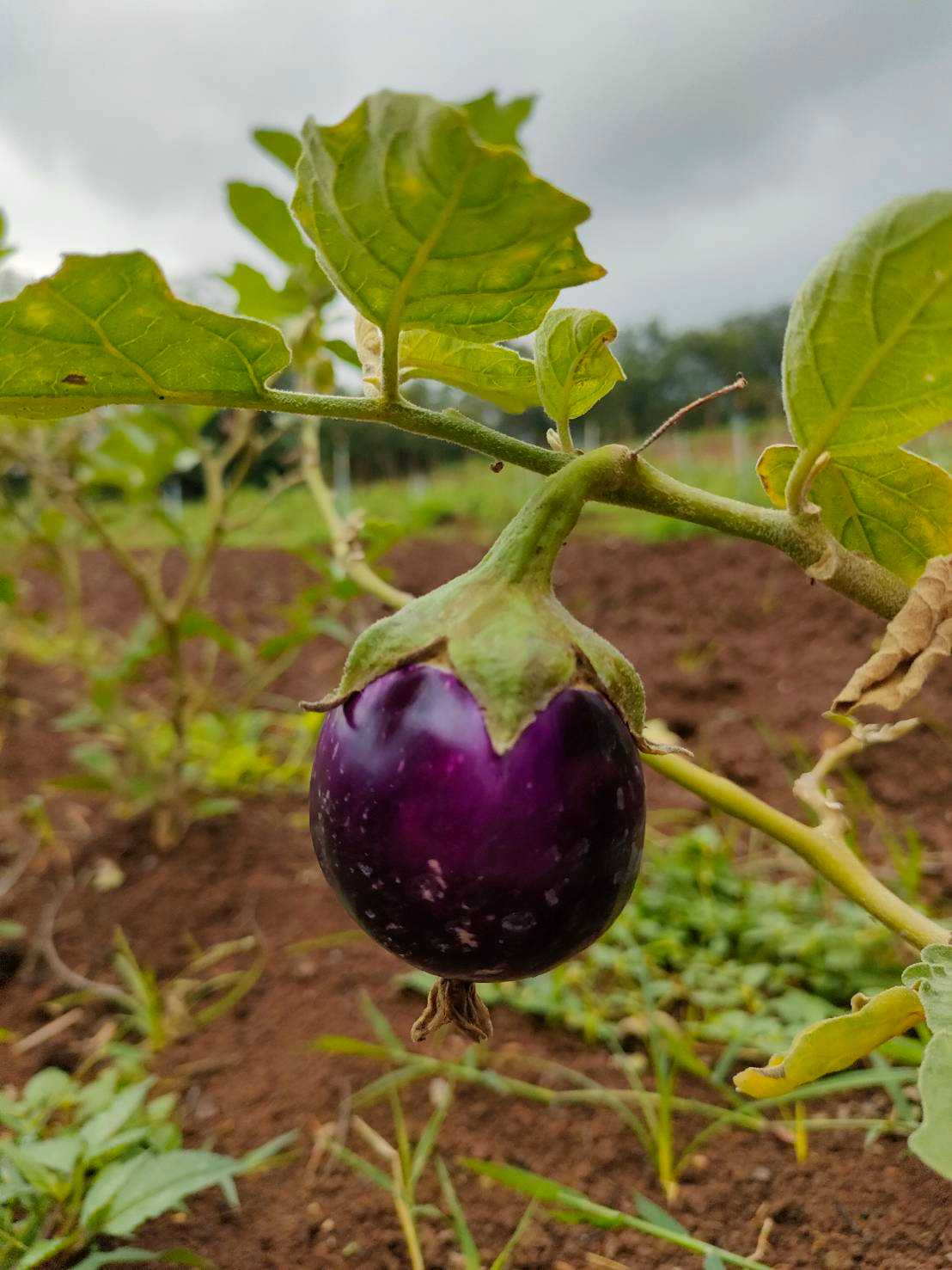 มะเขือม่วงแบบกลมออร์แกนิค / 米なす (Organic Egg Plant Black Beauty)