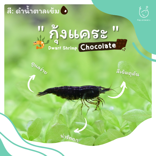 กุ้งแคระ Chocolate (สีดำน้ำตาลเข้ม)