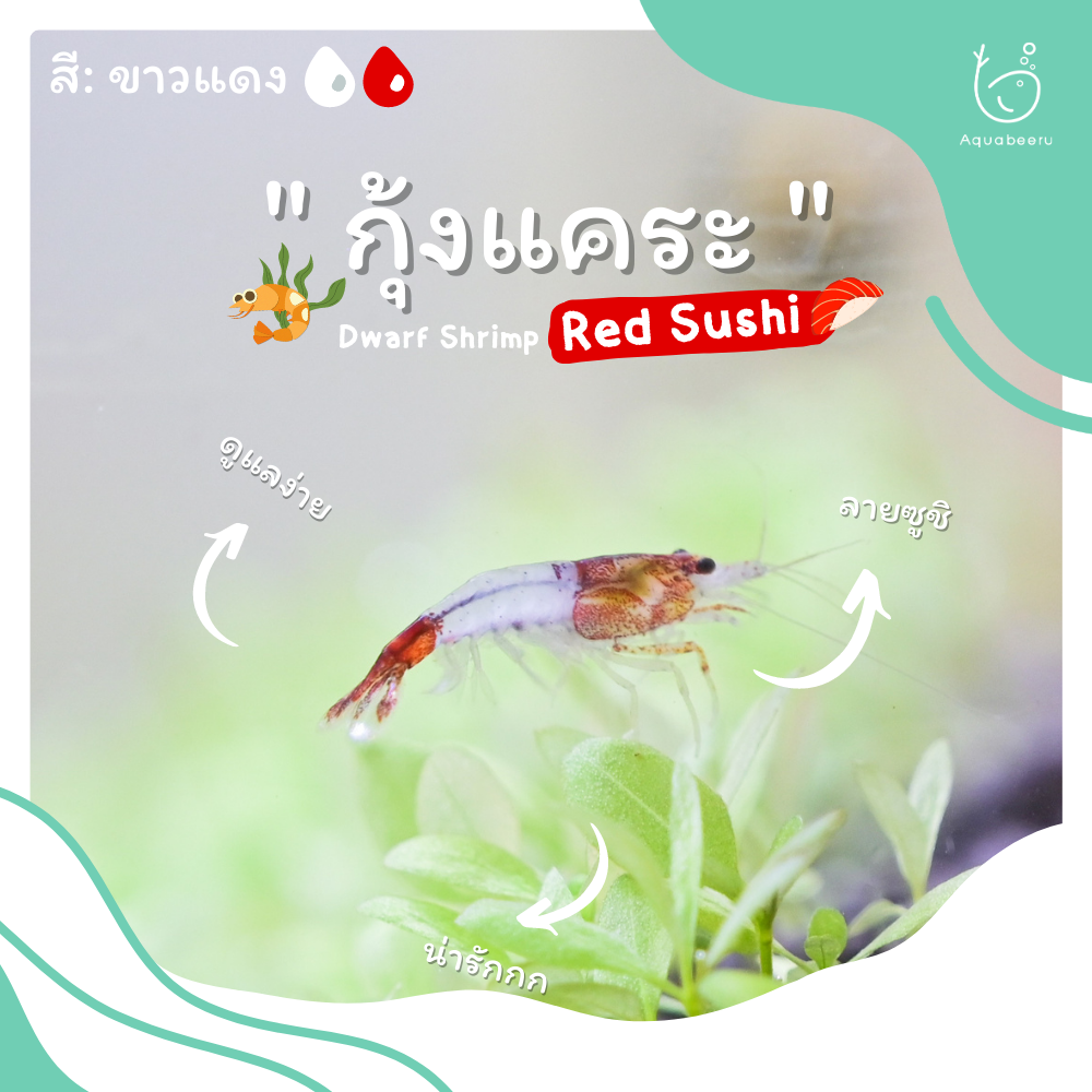 กุ้งแคระ Red Sushi (สีขาวแดง)