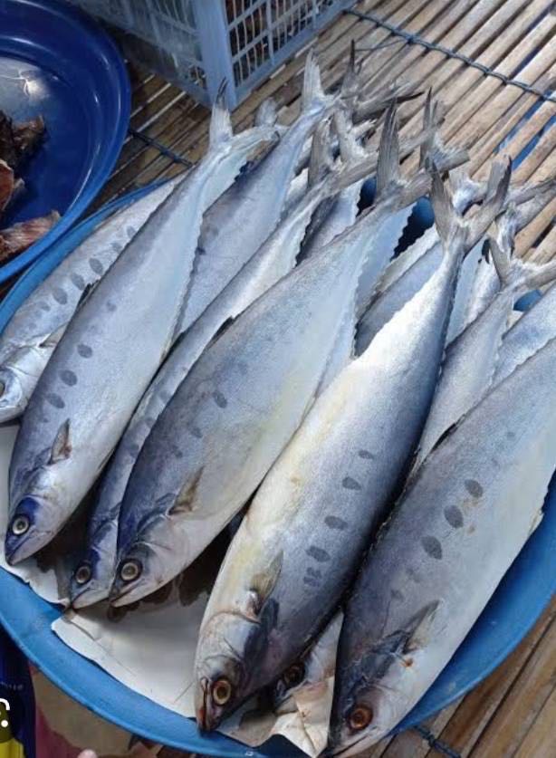 ปลาสีเสียด