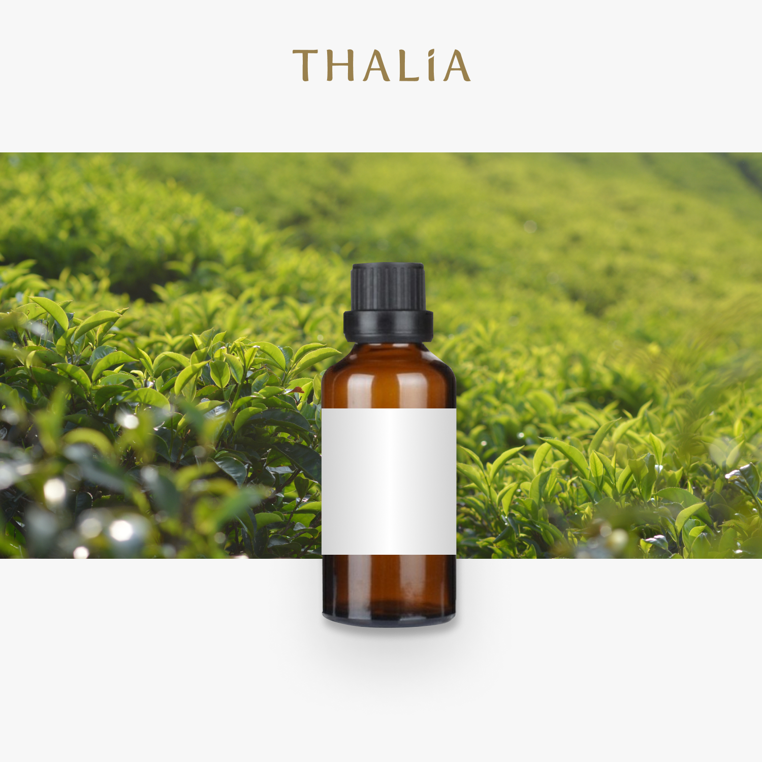 หัวน้ำหอมFragrance oil กลิ่น GREENTEA AND HAY (ชาเขียวเเละฟาง)