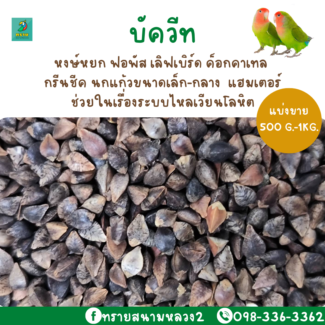 บัควีท  (แบ่งขาย 200-500g.) หงษ์หยก ฟอพัส เลิฟเบิร์ด ค็อกคาเทล  กรีนชีค นกแก้วขนาดเล็ก-กลาง