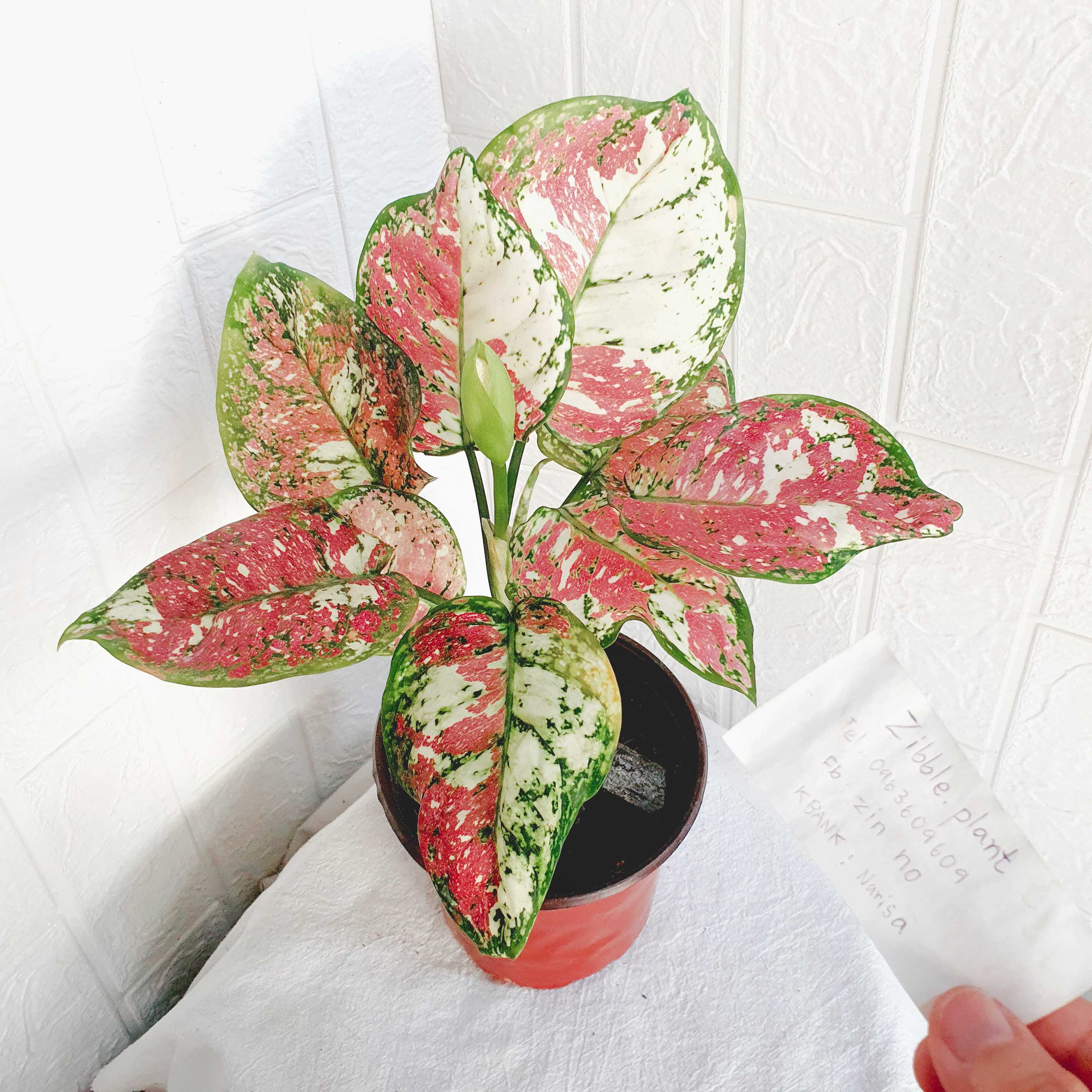 อัญมณีสามสี ต้นไม้มงคล อโกลนีมา aglaonema
