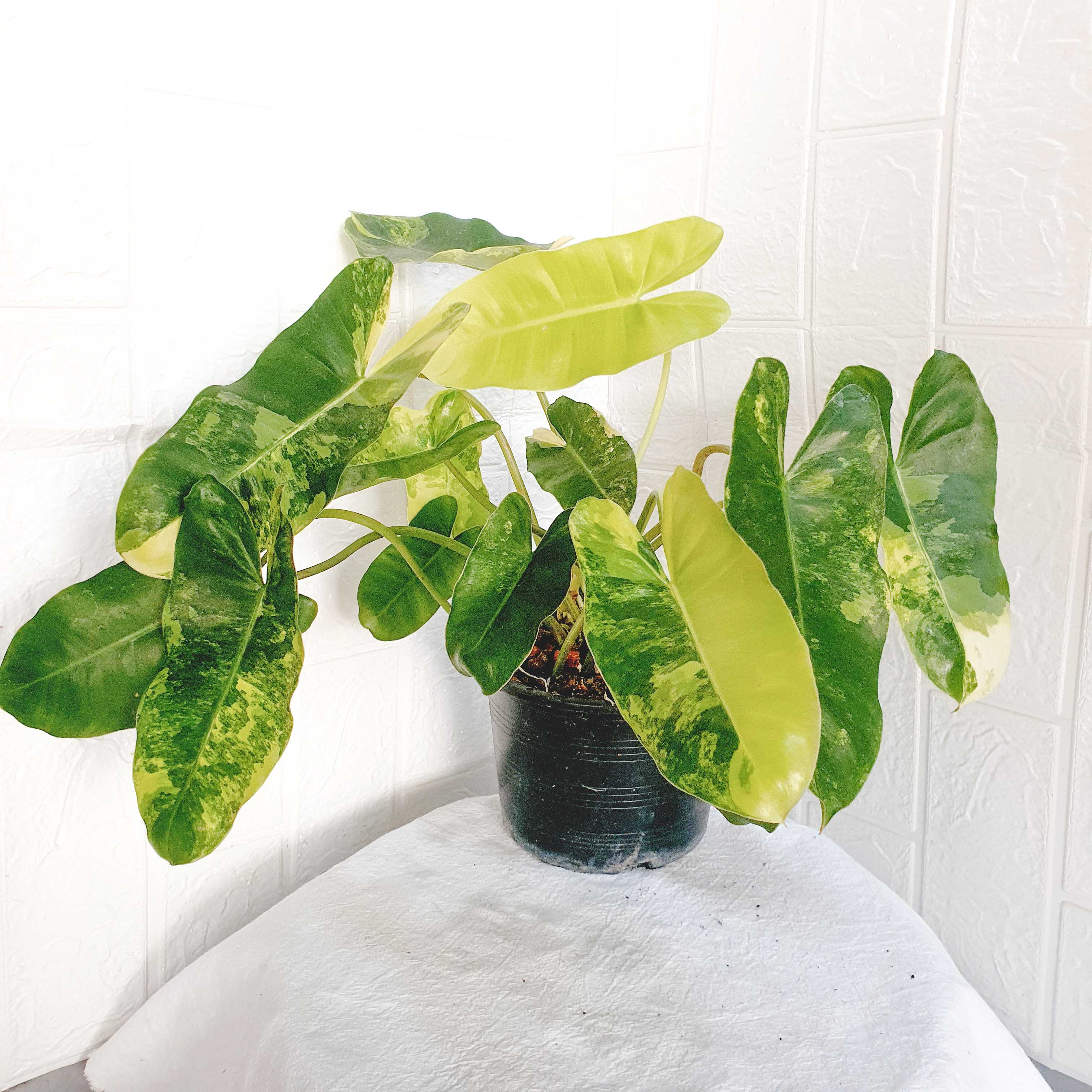 Philodendron burlemarx  ฟิโลเดนดรอน เบอร์มาร์ค บับเบิ้ลมาร์ค