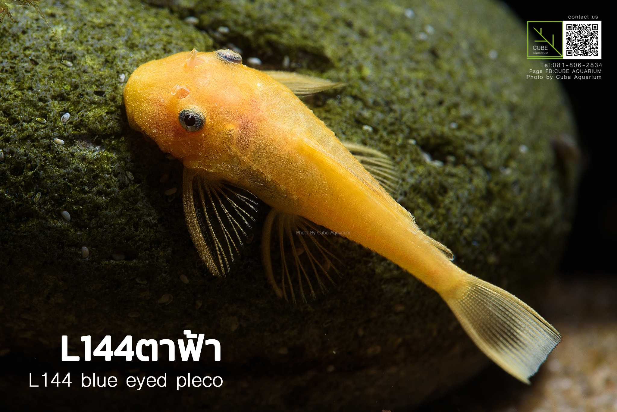 ปลาซัคเกอร์L144ตาฟ้า 1.3นิ้ว , l144 blue eyed pleco 1.3”