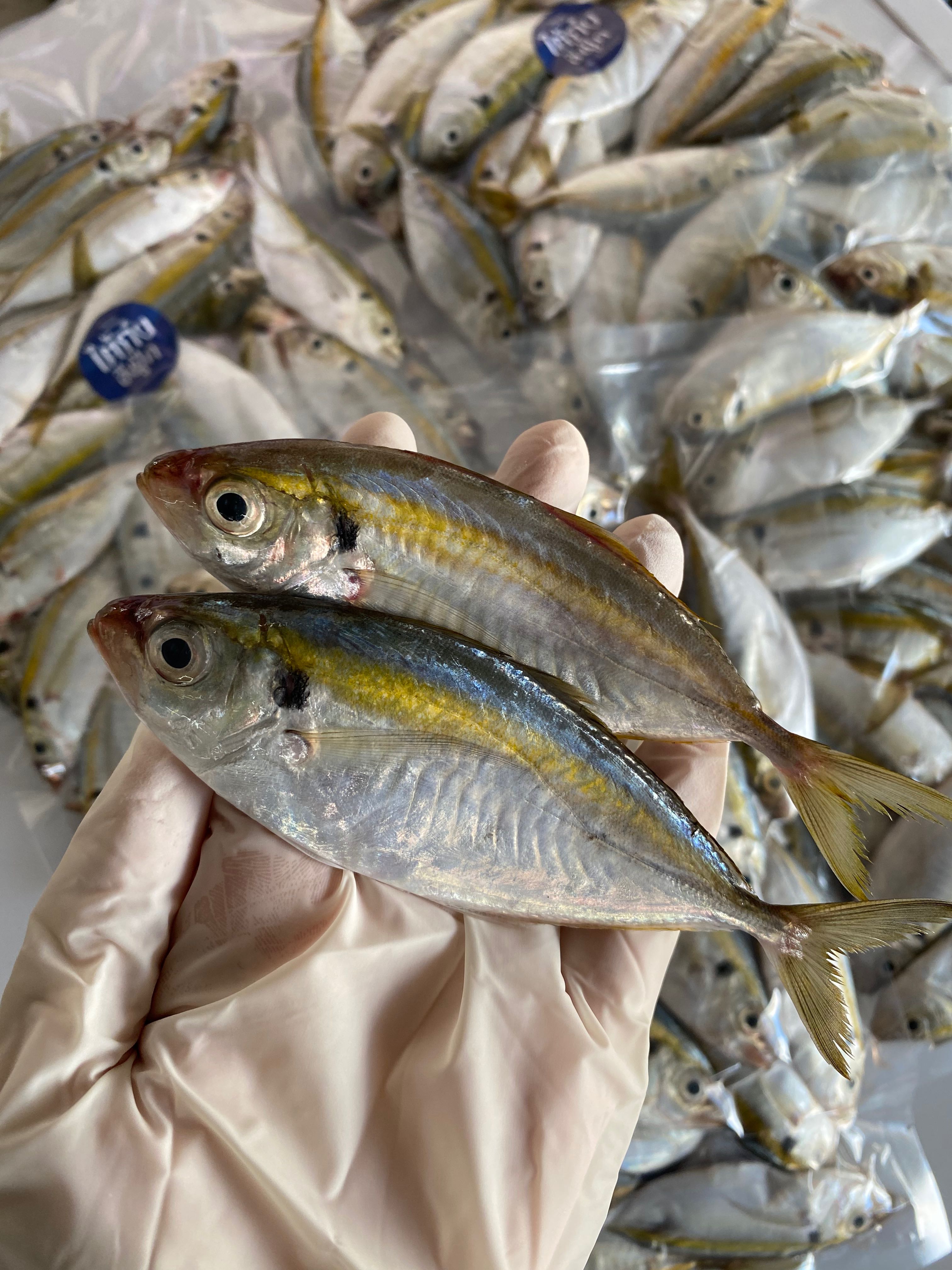 🐟 ปลาข้างเหลือง ปลาตัวเล็ก แนะนำเมนูทอดทั้งตัวกรอบๆ ทานกับข้าวร้อนๆ อร่อยมาก - ไต้ก๋ง ซีฟู้ด