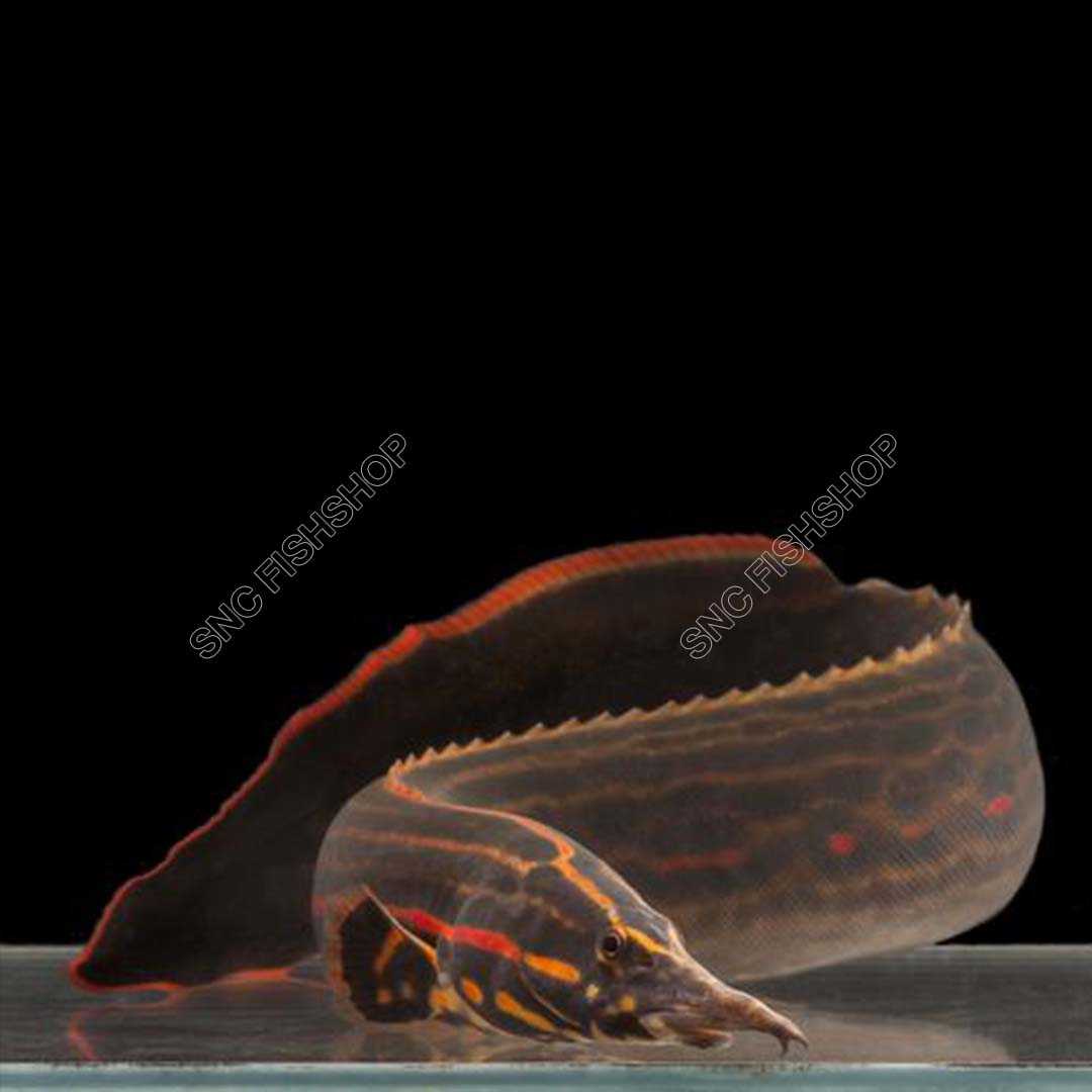 ปลากระทิงไฟ (Fire Spiny Eel) จำนวน 1 ตัว ไซส์ประมาณ 20cm.