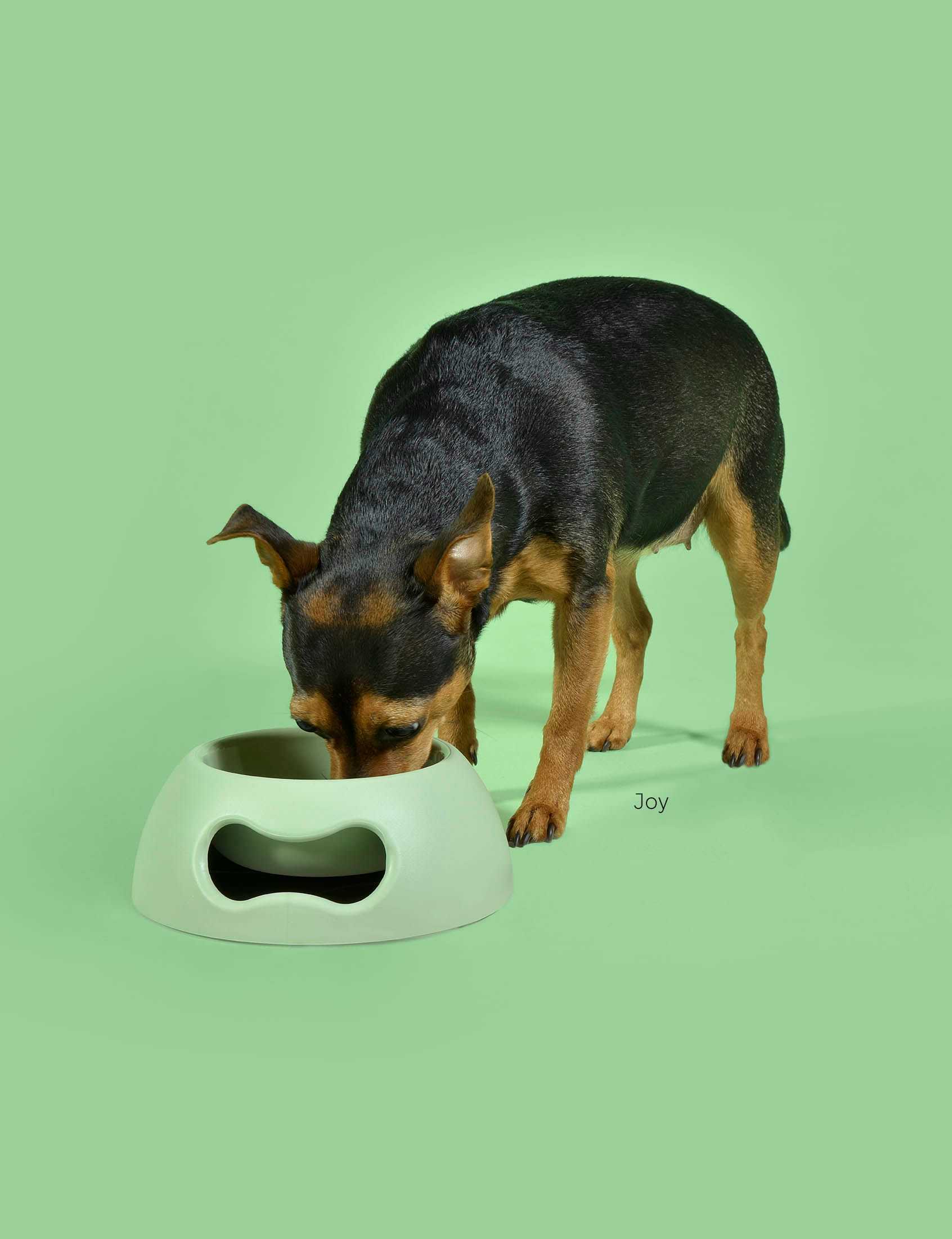 Pappy Bowl (Size S) - ชามอาหารสุนัข