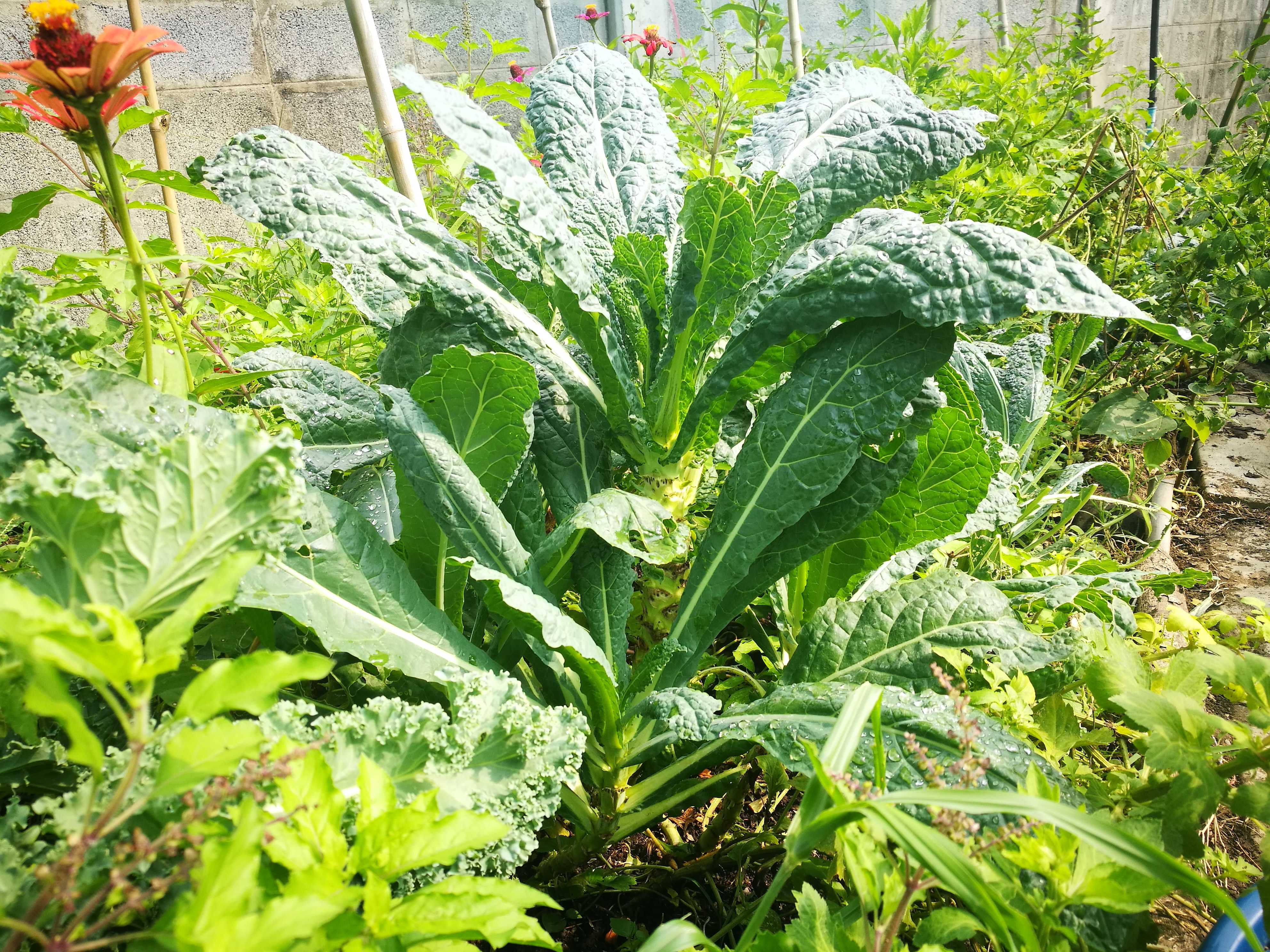 Kale_Curly_Dino