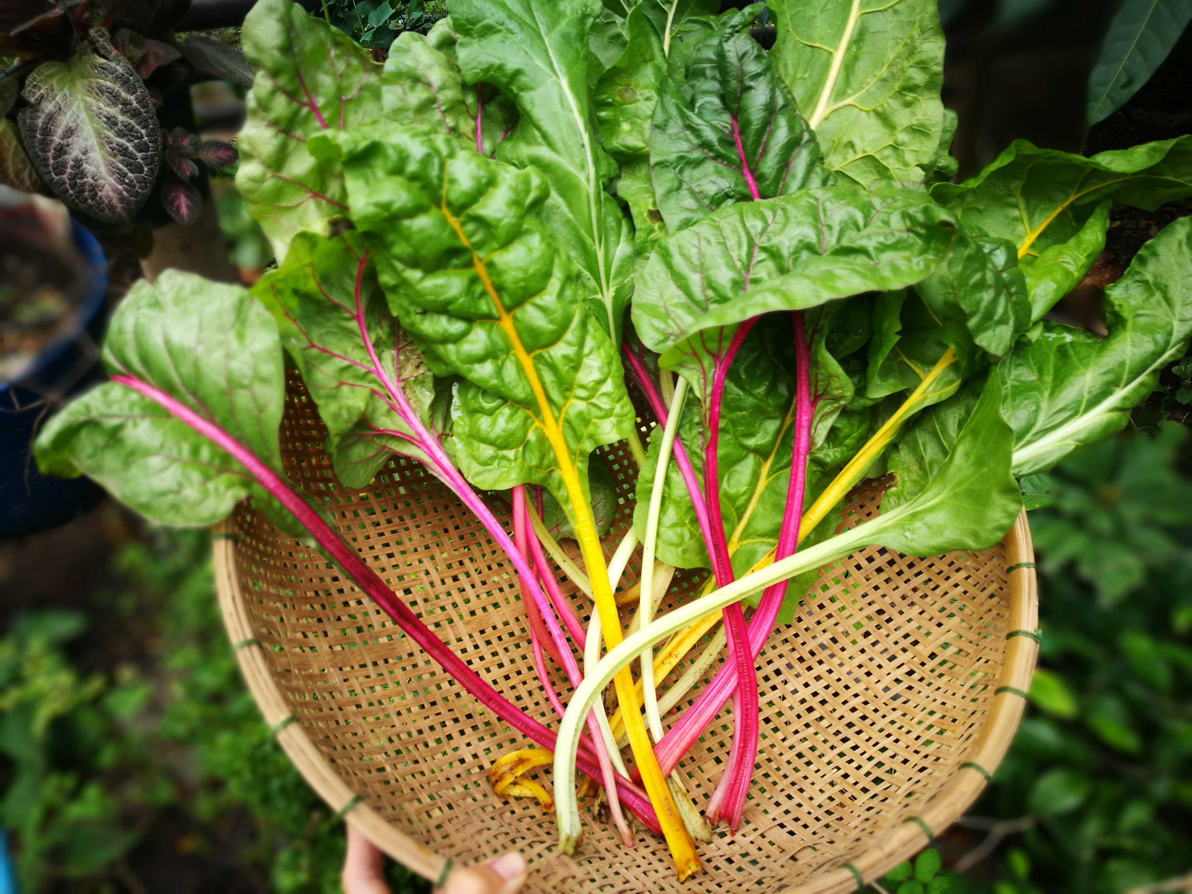 Swiss Chard