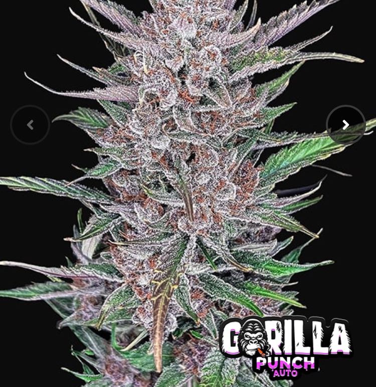 เมล็ด Gorilla Punch Auto (ออโต้)