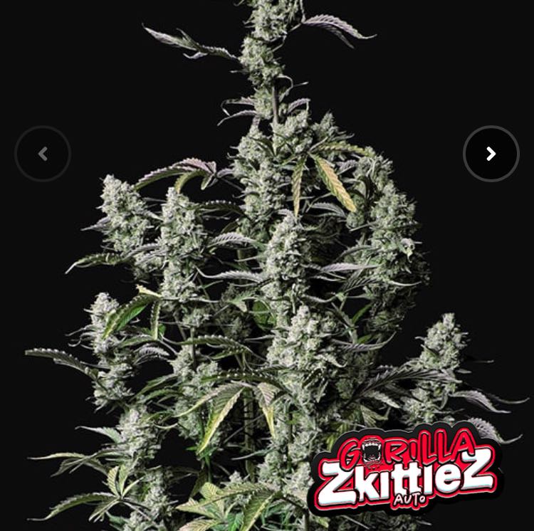 เมล็ด Gorilla Zkittlez Auto (ออโต้)