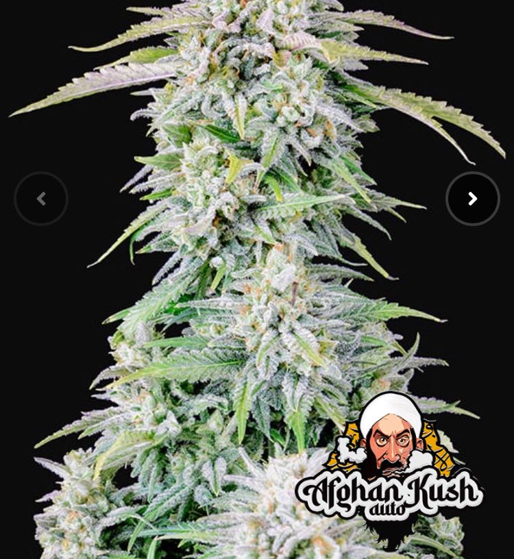 เมล็ด Afghan Kushh Auto (ออโต้)