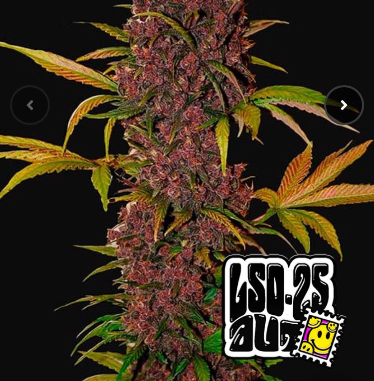 เมล็ด LSD-25 Auto (ออโต้)