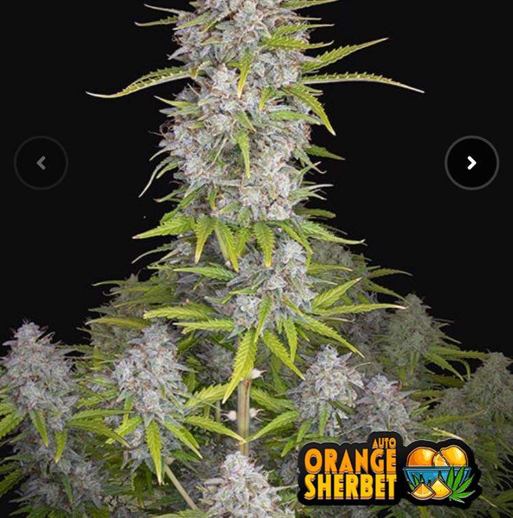 เมล็ด Orange Sherbet Auto (ออโต้)
