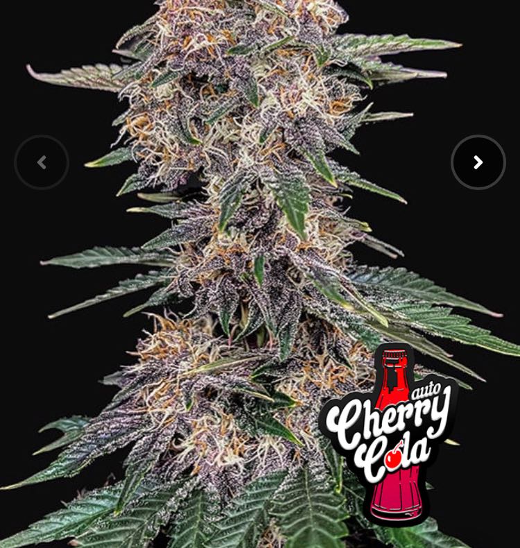 เมล็ด Cherry Cola Auto (ออโต้)