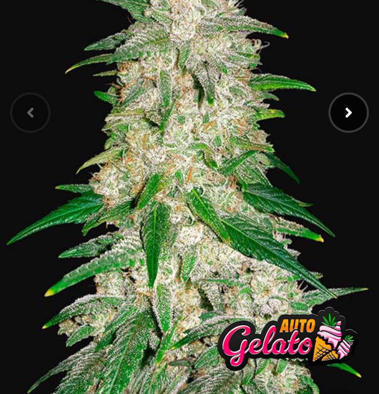 เมล็ด Gelato Auto (ออโต้)