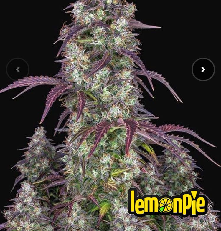 เมล็ด Lemon Pie Auto (ออโต้)
