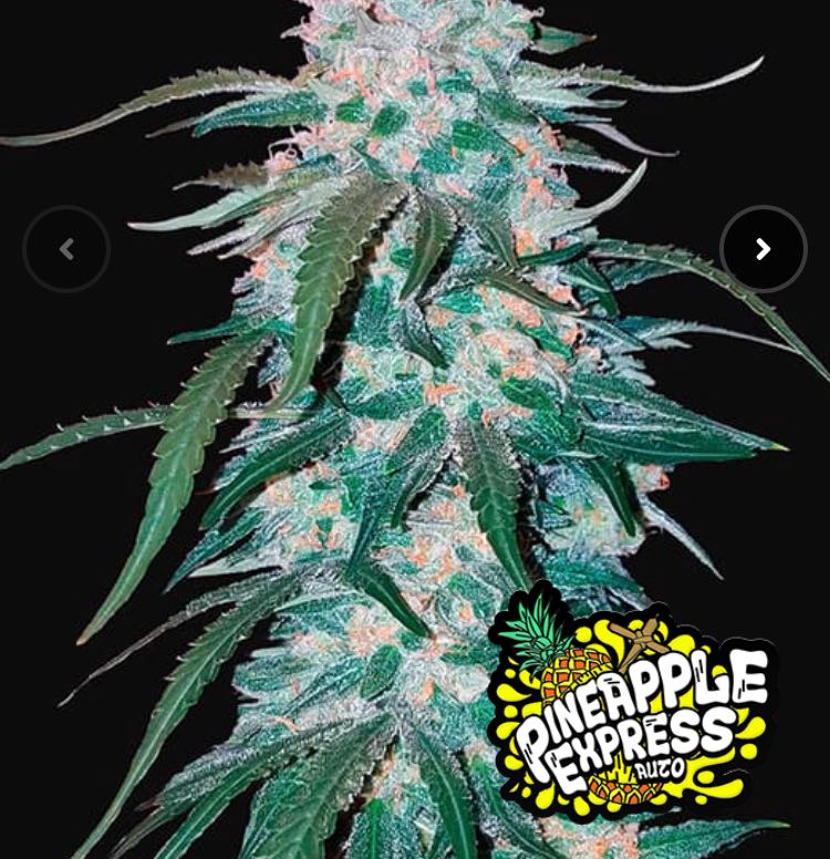 เมล็ด Pineapple Express Auto (ออโต้)