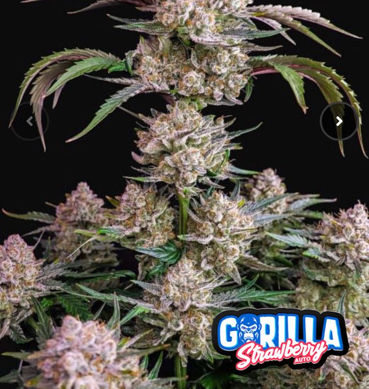 เมล็ด Strawberry Gorilla Auto (ออโต้)