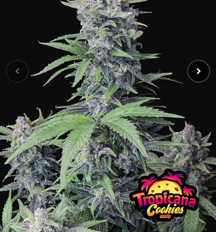 เมล็ด Tropicana Cookies Auto (ออโต้)