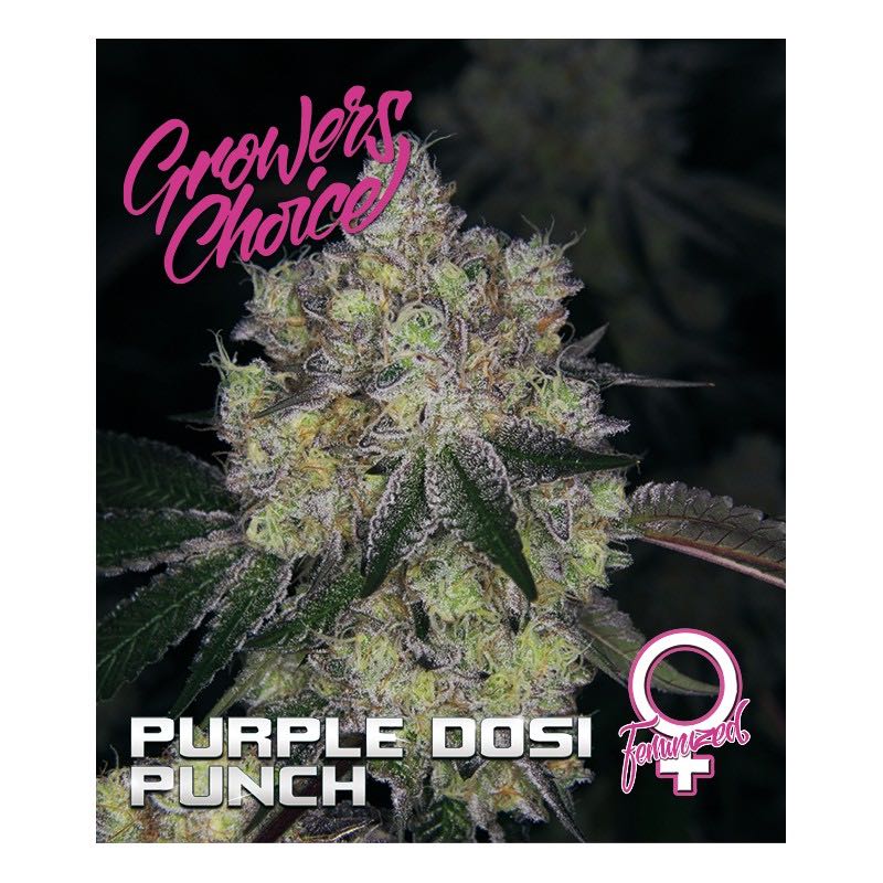 เมล็ด Purple Dosi Punch (โฟโต้)