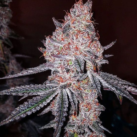เมล็ด STRAWBERRY OG COOKIES R1 (โฟโต้)