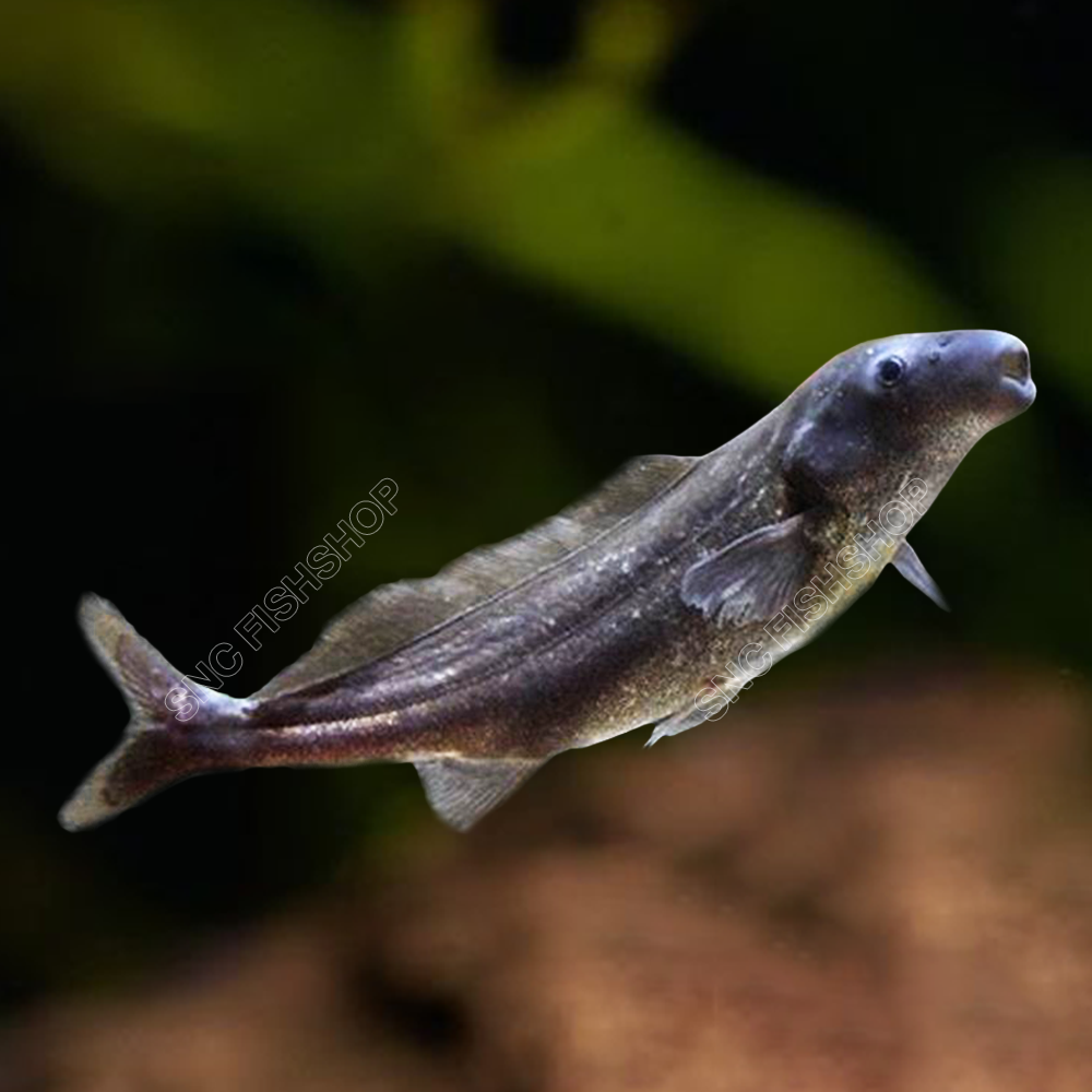 Best Seller ปลาโลมาน้ำจืด (Elephant-Snout Fish) จำนวน 1ตัว ไซส์ประมาณ 5cm.
