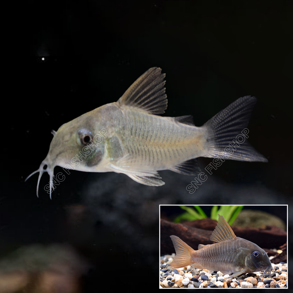 ปลาแพะคอนคัลเลอร์ (Concolor Corydoras) ขายเซทละ 2ตัว ไซส์ประมาณ 2.5cm.