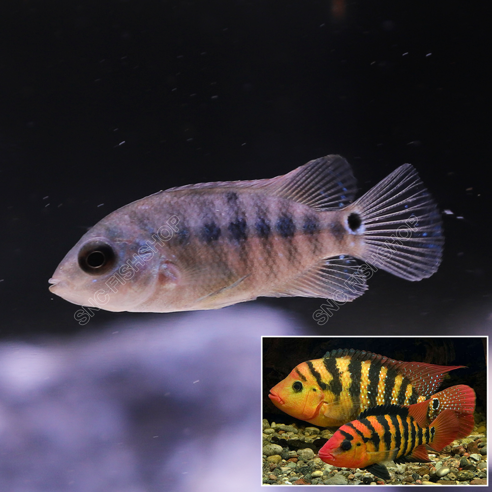 ปลาหมอฟาสเต้ (Faste Chichlid) ขายเซทละ 2ตัว/5ตัว มีให้เลือก 2 ไซส์ 3cm. และ 5cm.