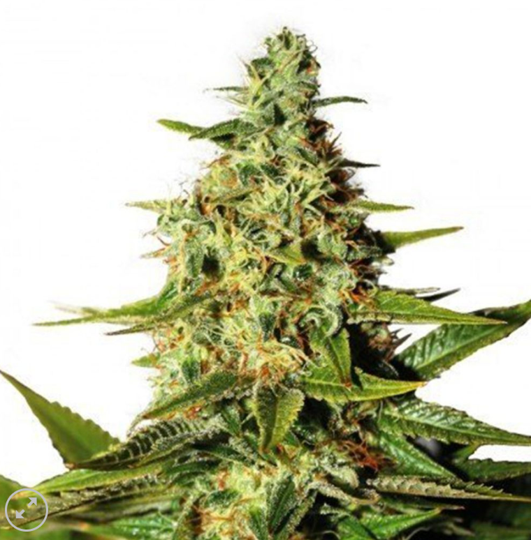 O.G. Kushh Fem - Pack 3